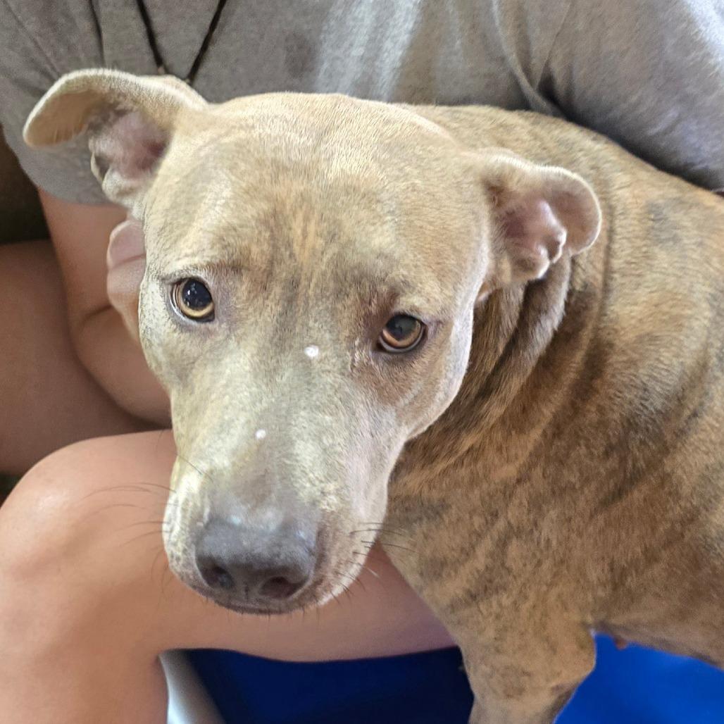 Enlarge Blondie, a Adoptable Pit Bull Terrier in Newport, NC image 6/6