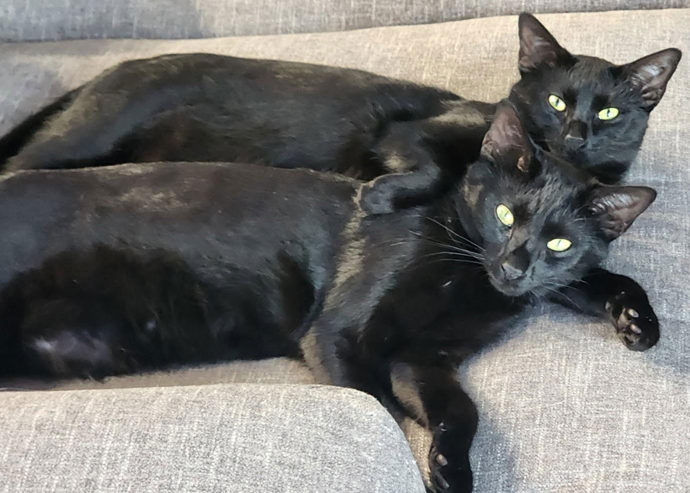 Onyx, Adoptable, Young Female Domestic Short Hair.