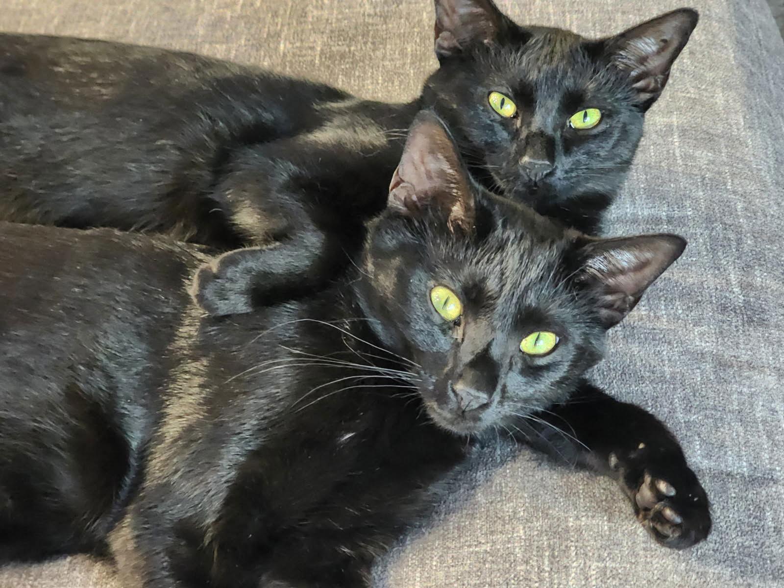 Onyx, a Adoptable Domestic Short Hair in Oviedo, FL image 2/3