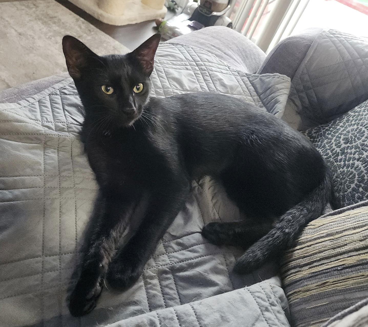 Onyx, a Adoptable Domestic Short Hair in Oviedo, FL image 3/3