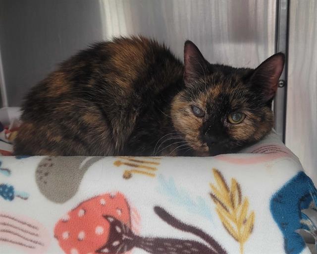 KARI ANN, Adoptable, Senior Female Domestic Short Hair.