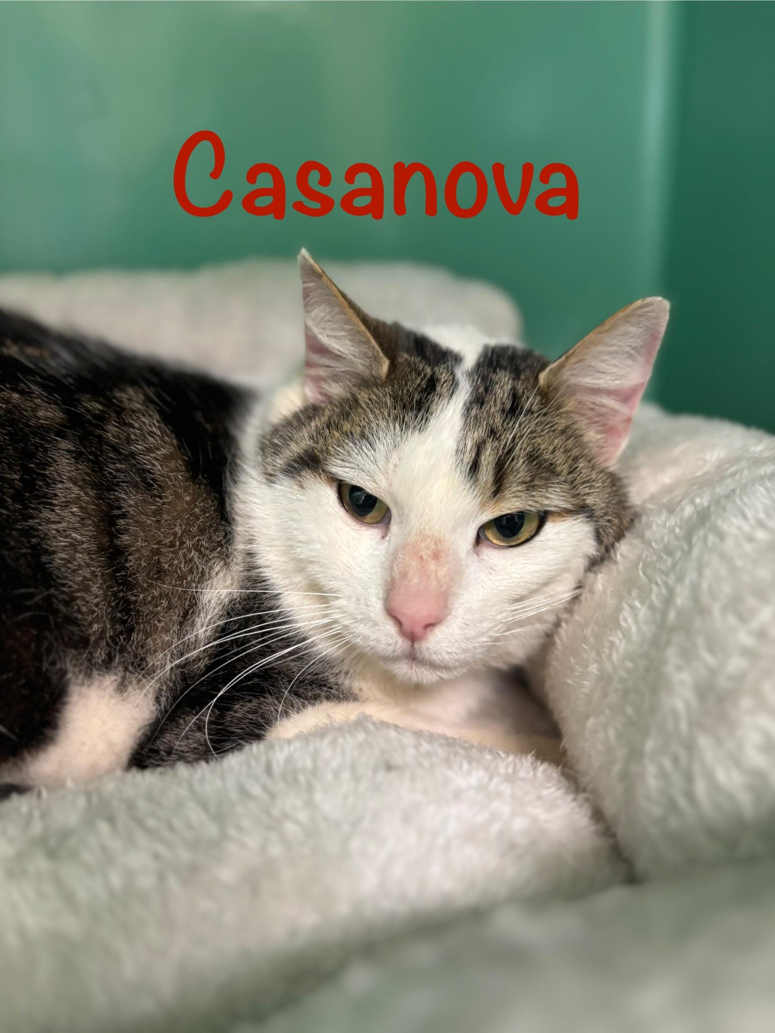 Enlarge Casanova , a ADOPTABLE Domestic Short Hair in Crescent City, CA image 3/5