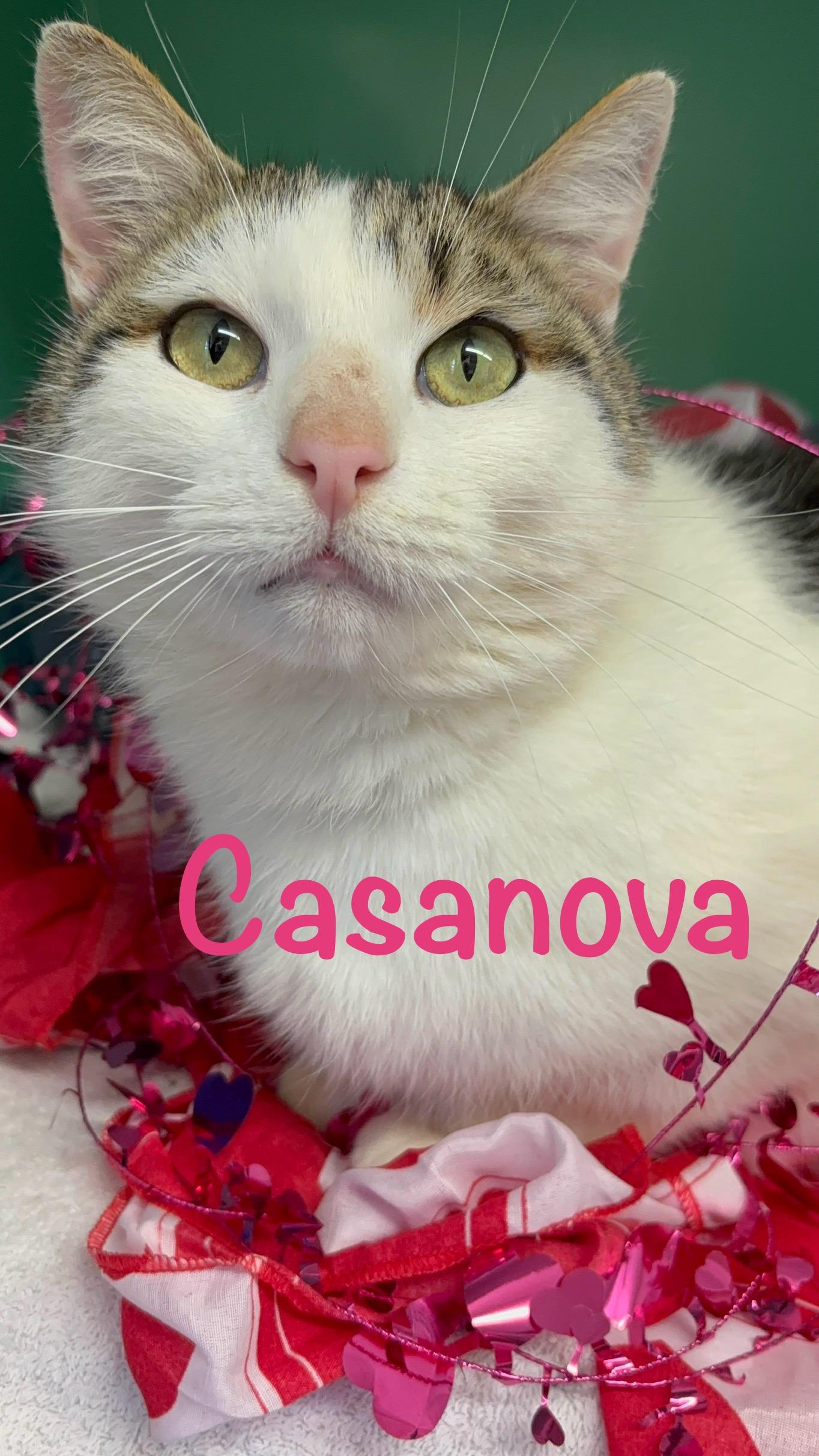 Enlarge Casanova , a ADOPTABLE Domestic Short Hair in Crescent City, CA image 1/5