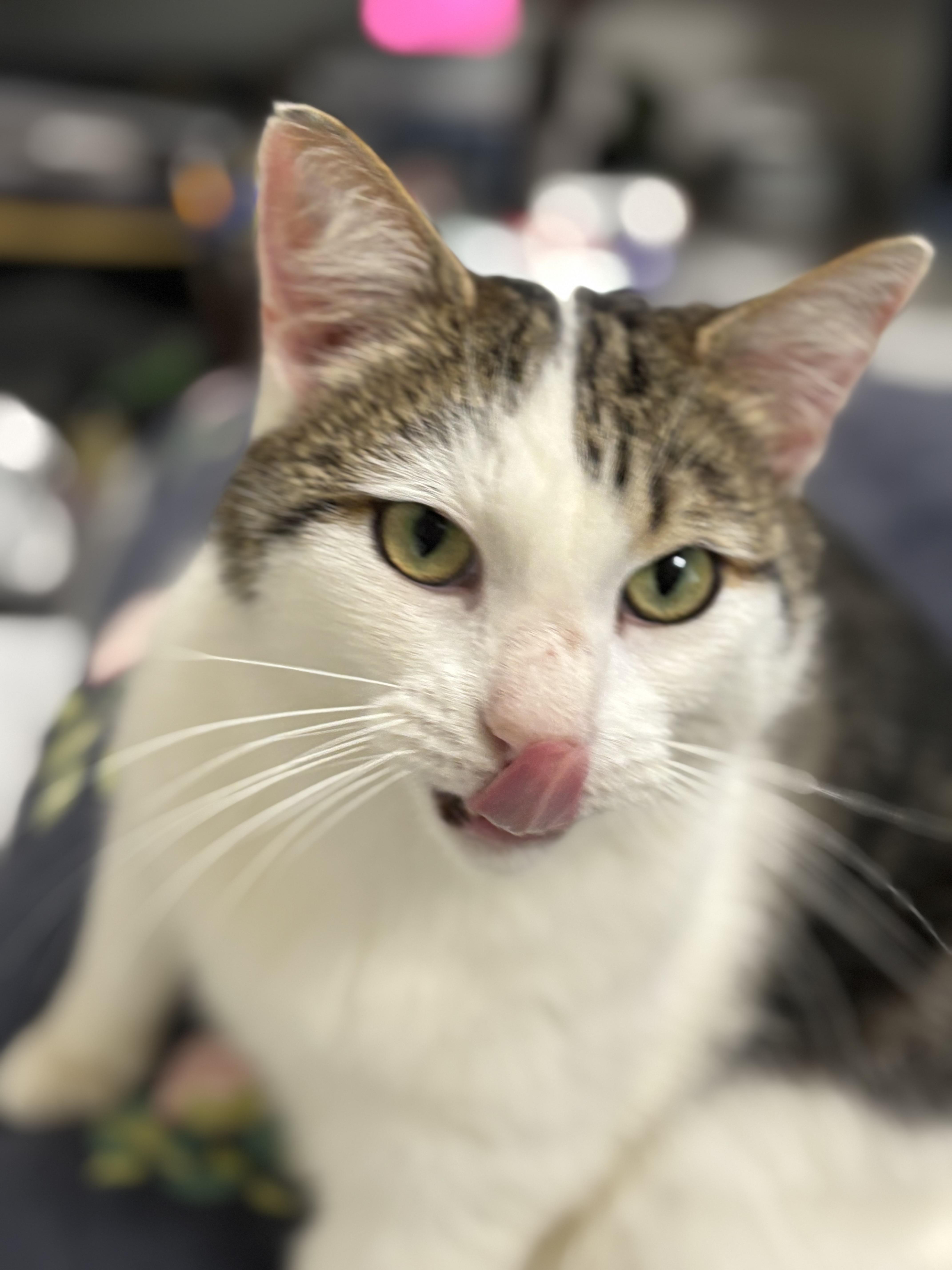 Enlarge Casanova , an adopted Domestic Short Hair in Crescent City, CA image 1/6