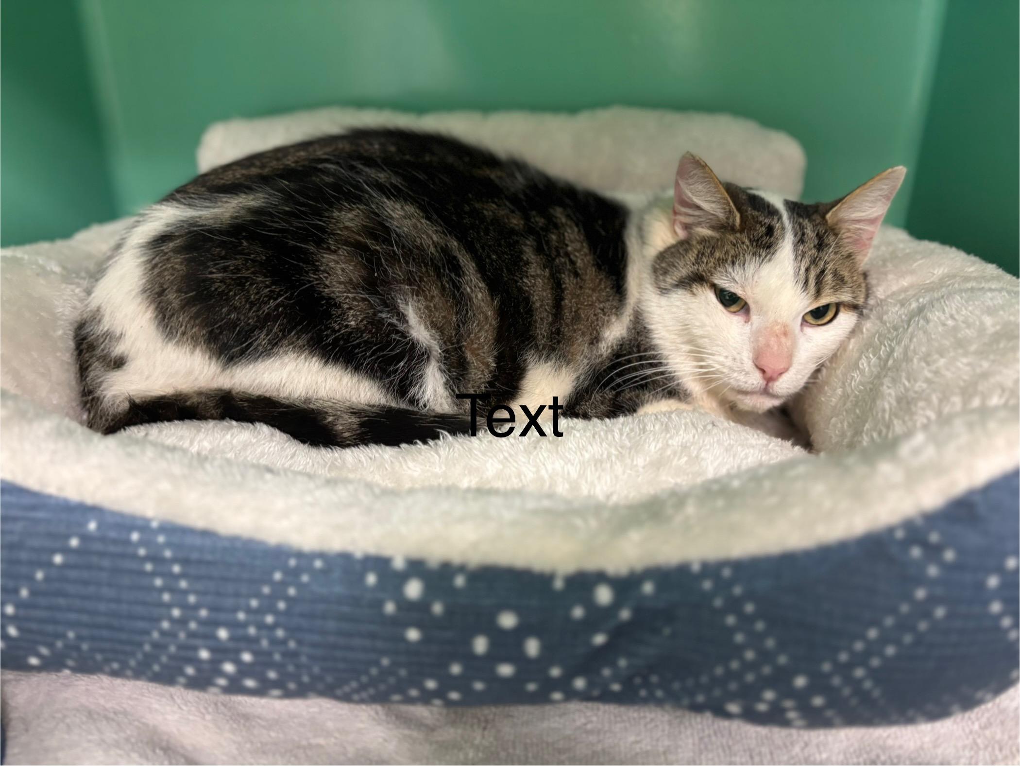 Enlarge Casanova , a ADOPTABLE Domestic Short Hair in Crescent City, CA image 2/5