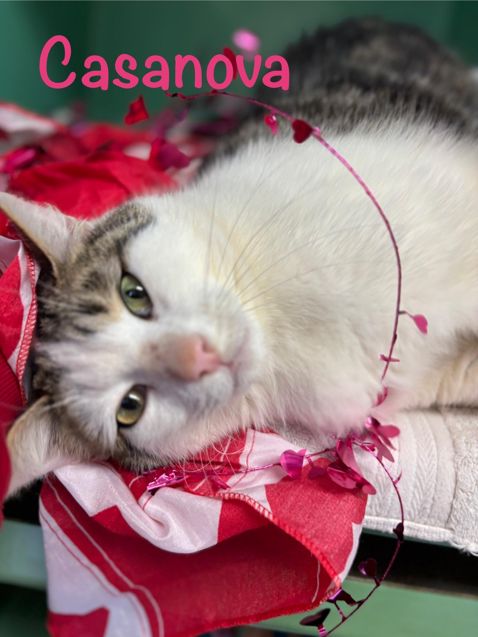 Enlarge Casanova , a ADOPTABLE Domestic Short Hair in Crescent City, CA image 4/5