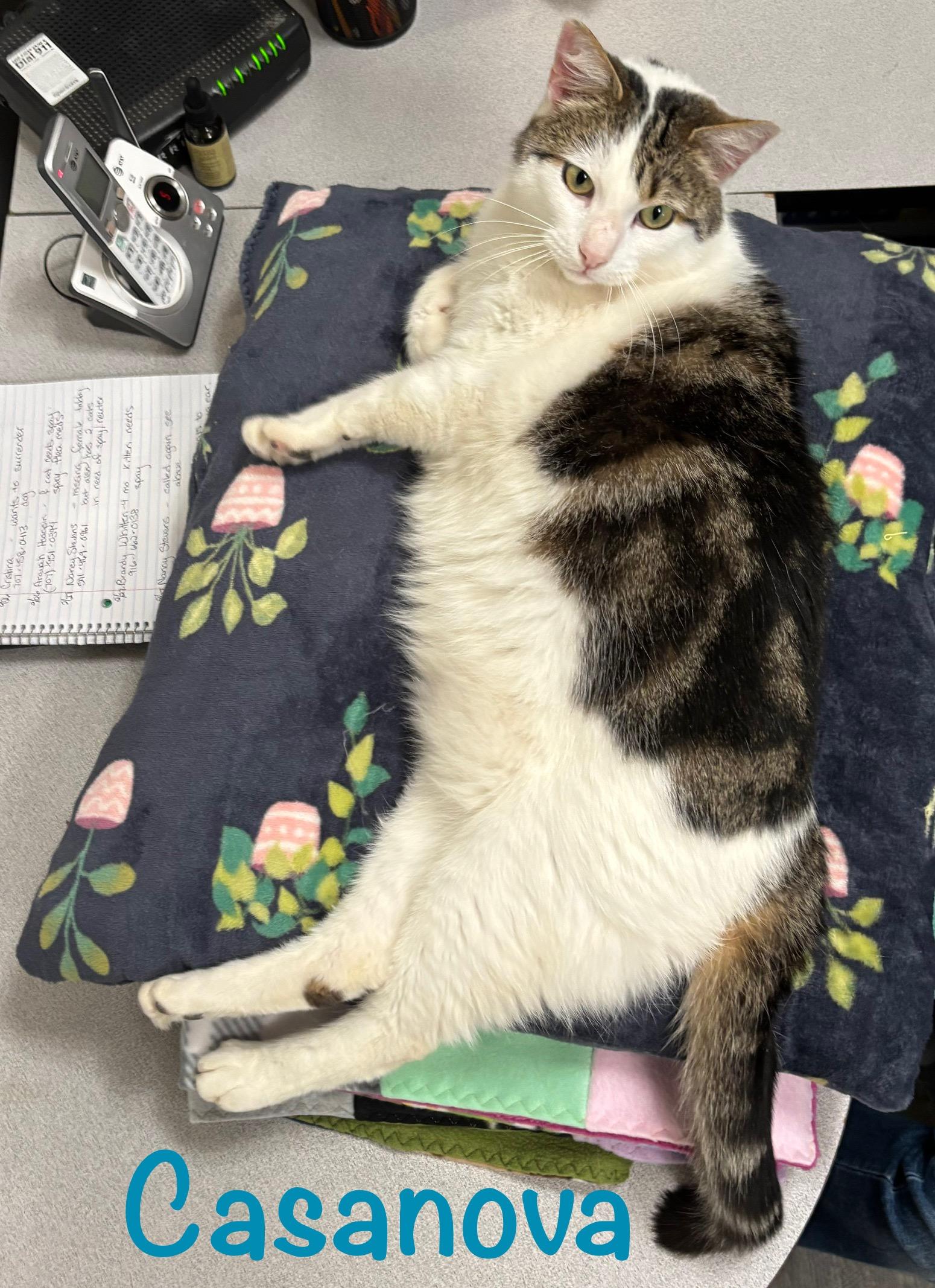 Enlarge Casanova , an adopted Domestic Short Hair in Crescent City, CA image 2/6