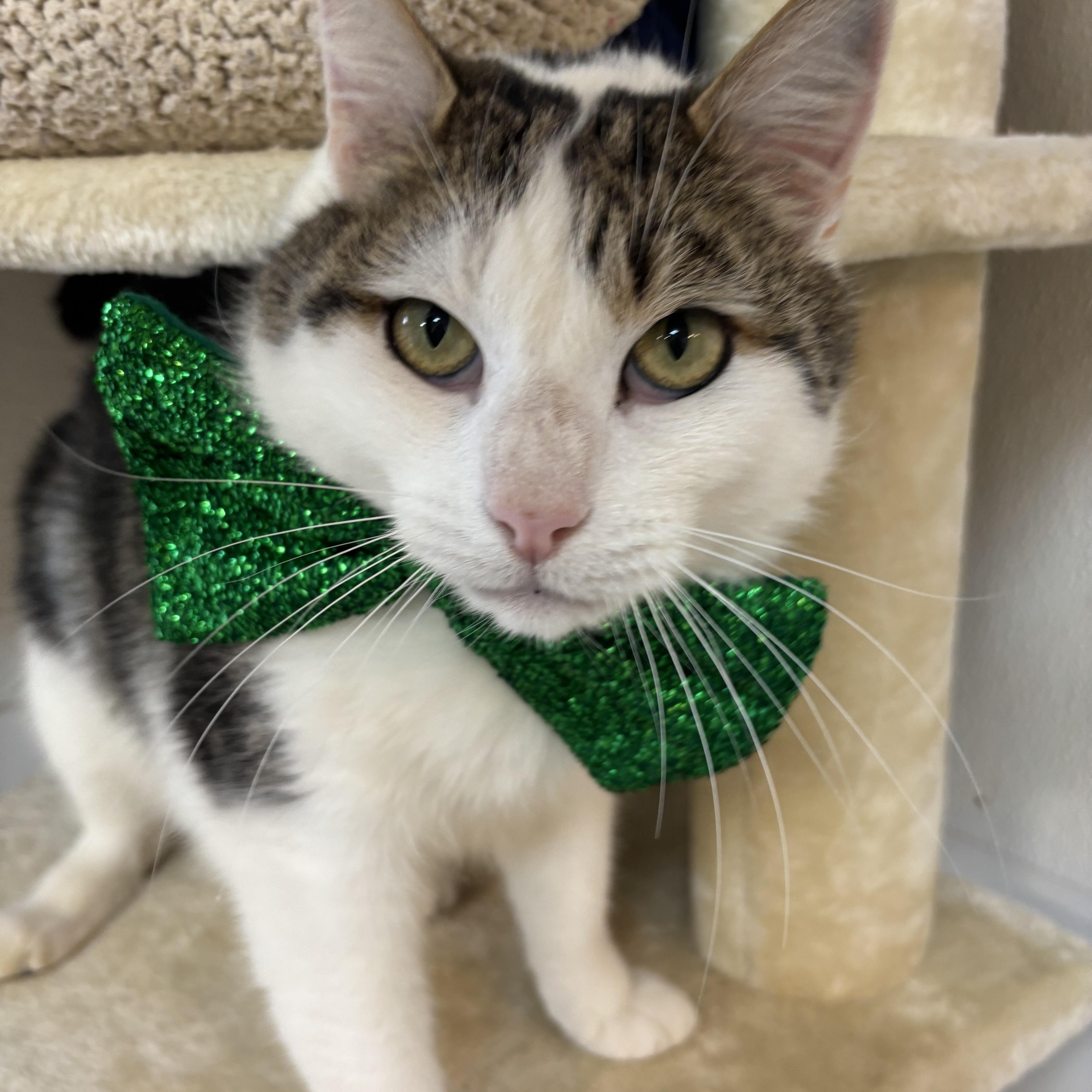 Enlarge Casanova , an adopted Domestic Short Hair in Crescent City, CA image 4/6
