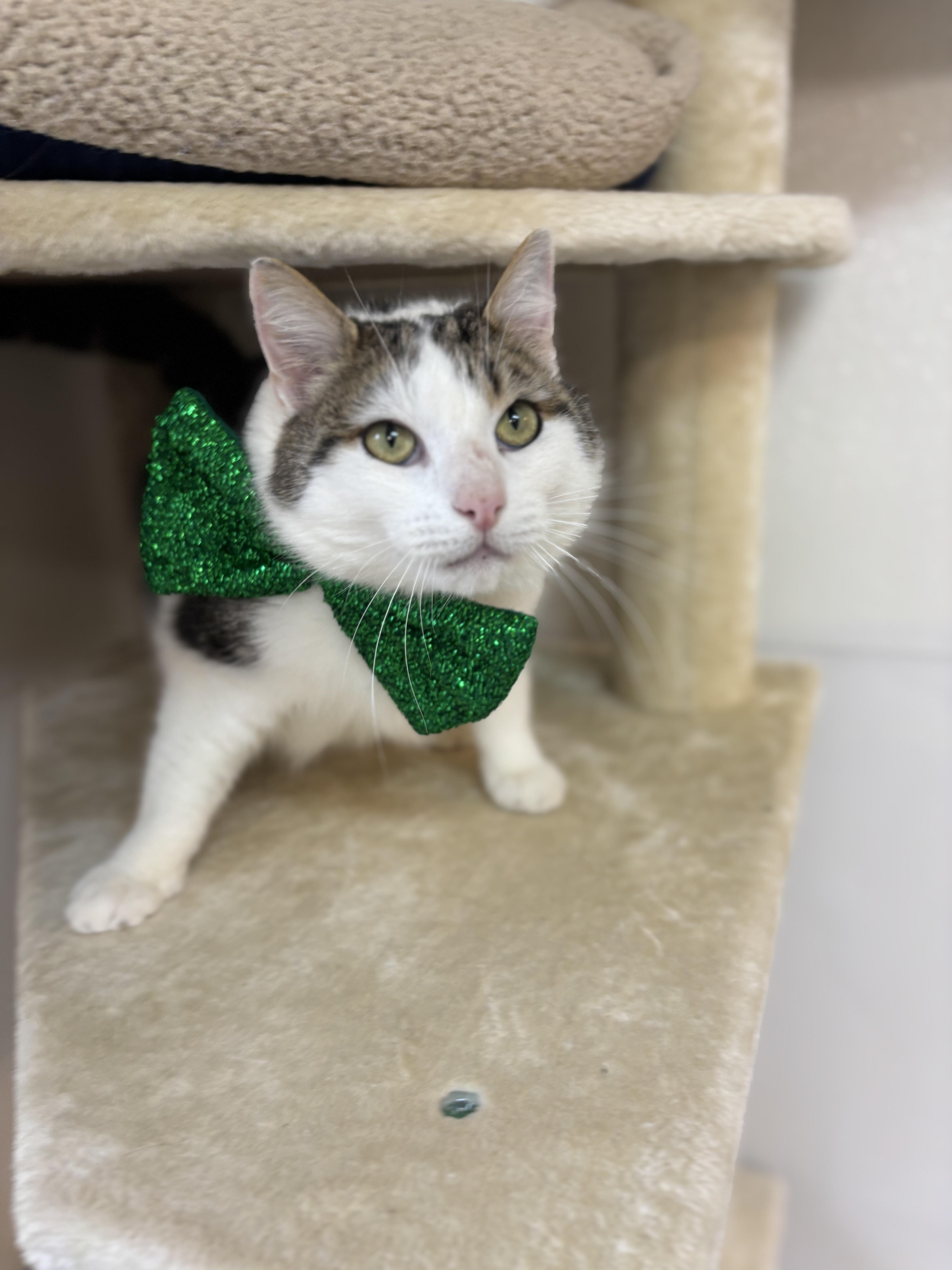 Enlarge Casanova , an adopted Domestic Short Hair in Crescent City, CA image 5/6