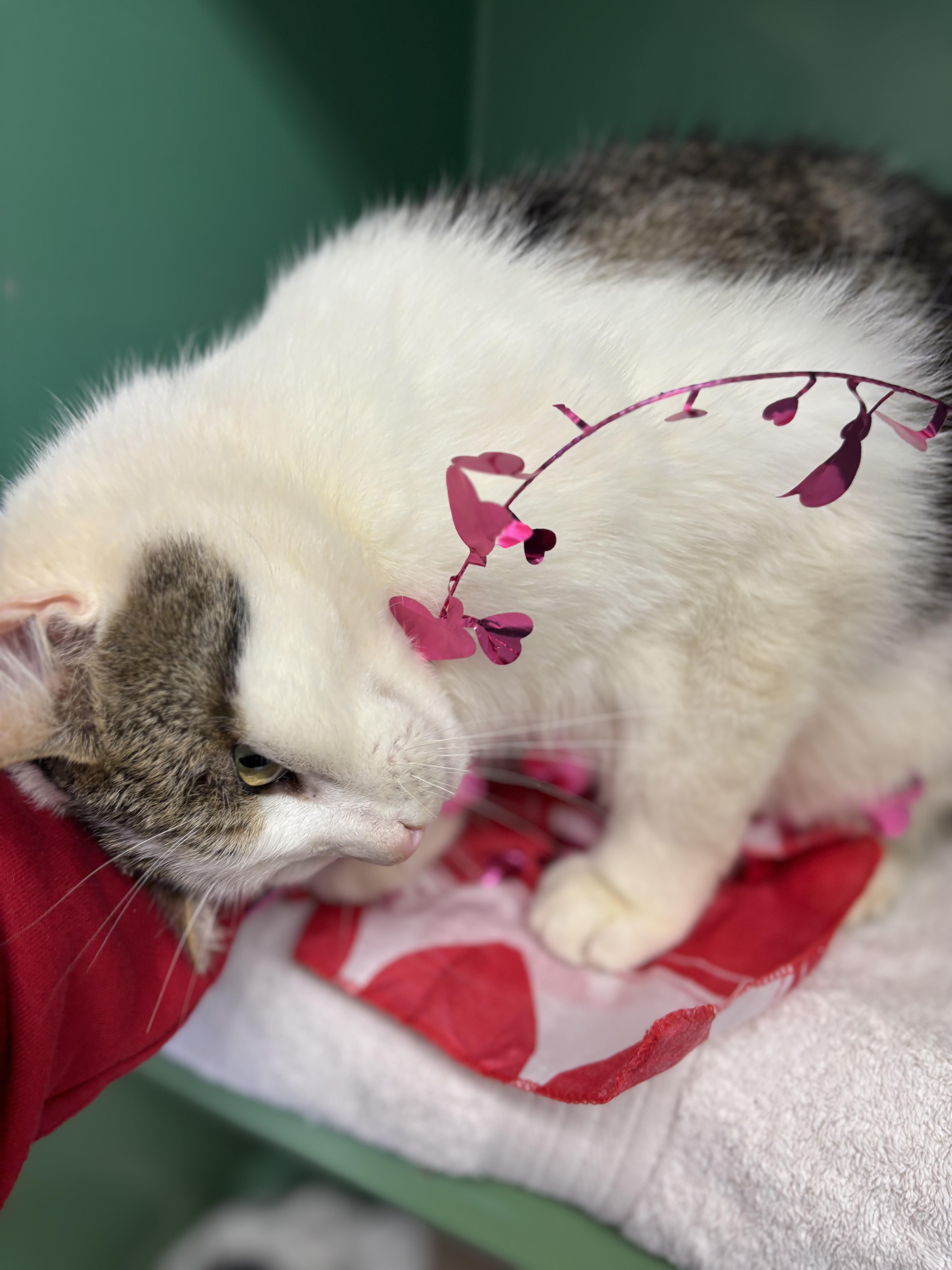 Enlarge Casanova , a ADOPTABLE Domestic Short Hair in Crescent City, CA image 5/5