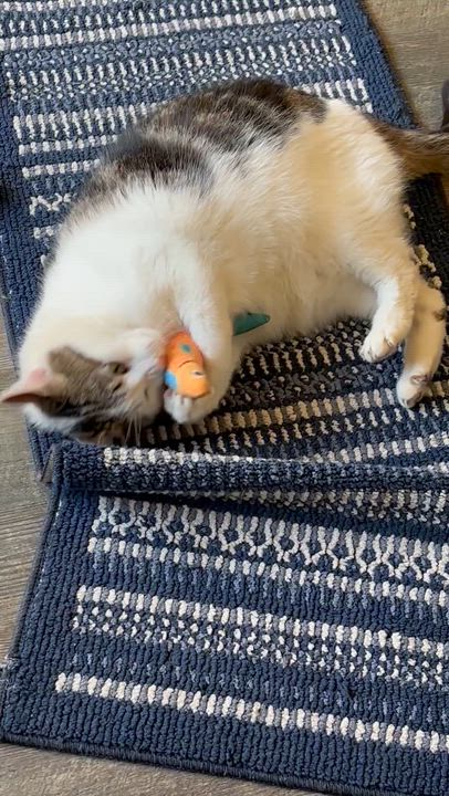 Enlarge Casanova , an adopted Domestic Short Hair in Crescent City, CA video 3/6