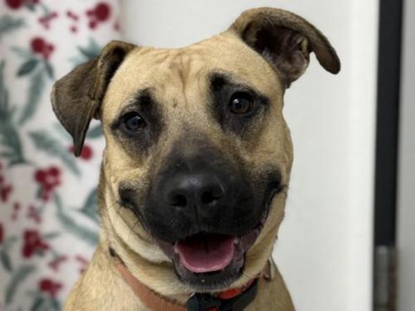 Ohio, Adoptable, Adult Female Black Mouth Cur & Mixed Breed.