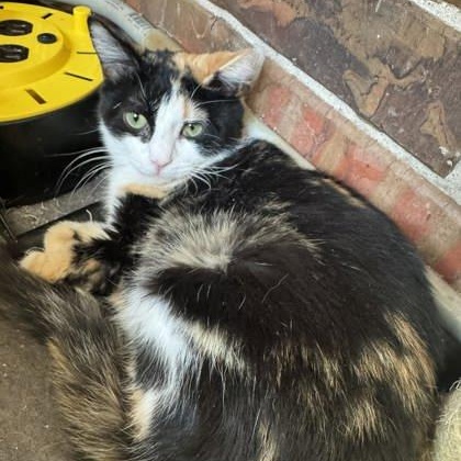 Enlarge Tilly, a ADOPTABLE Domestic Short Hair in Warr Acres, OK image 1/1
