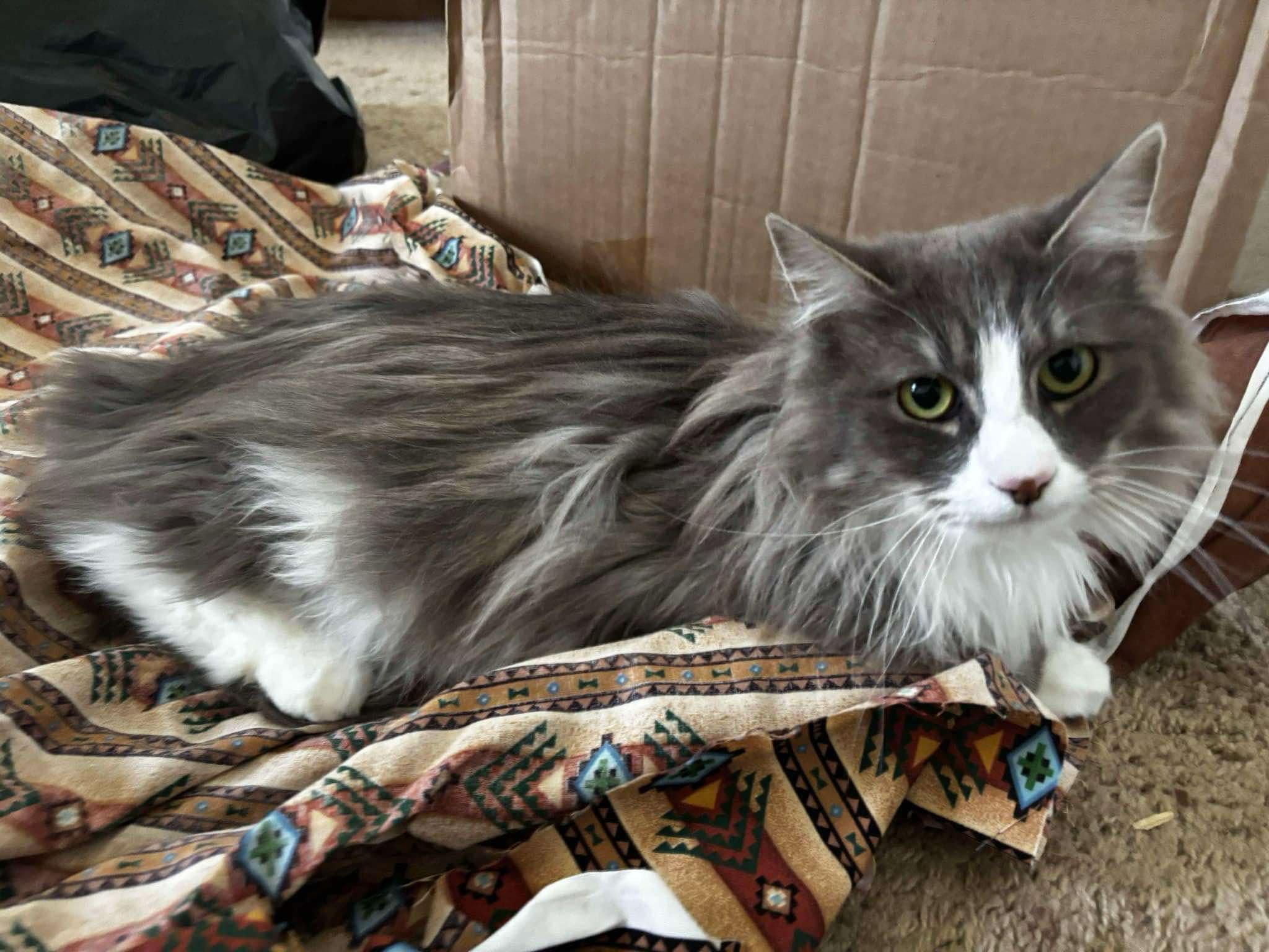 Stan, Adoptable, Adult Male Domestic Long Hair.