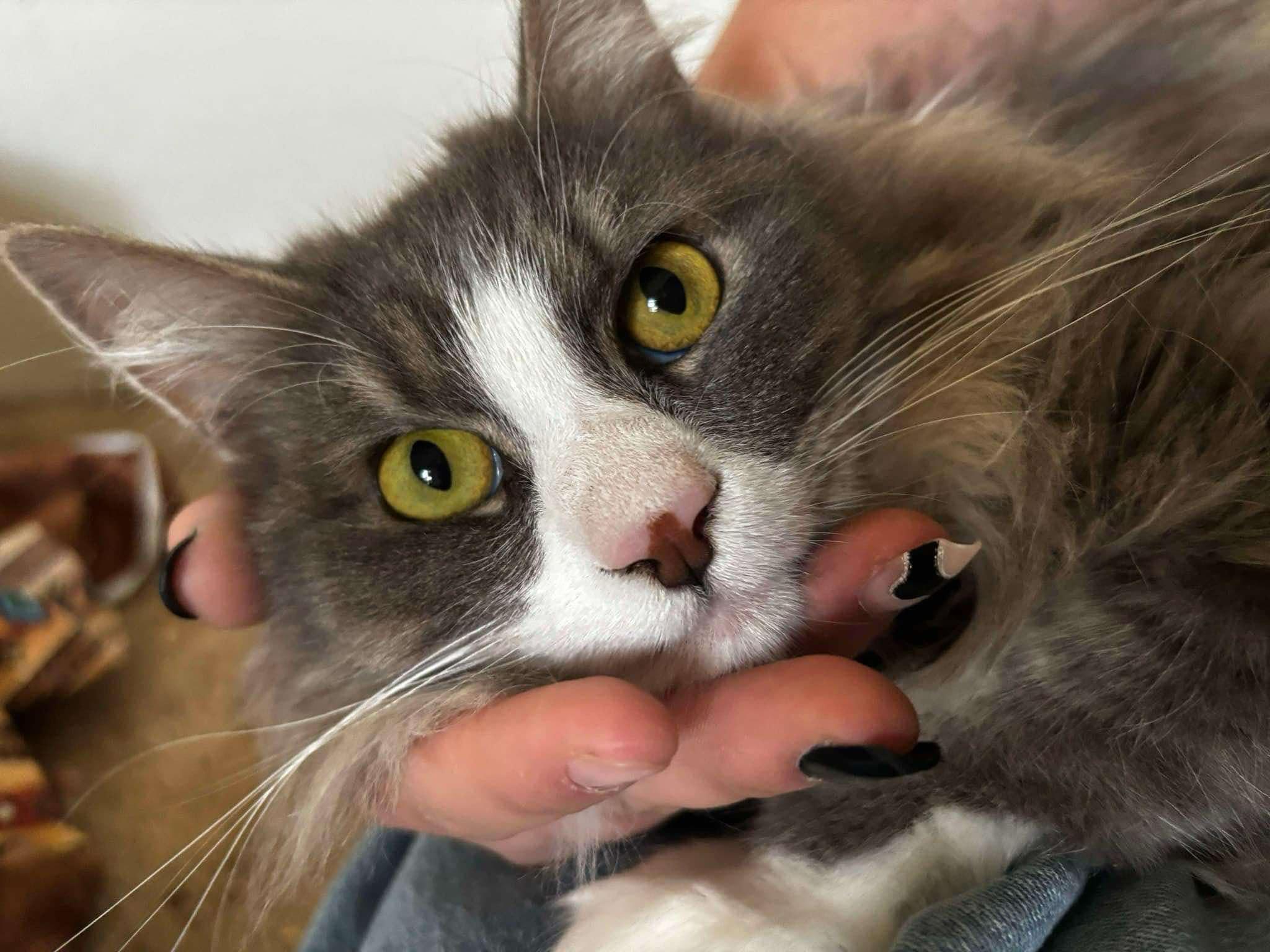 Stan, a Adoptable mixed breed image 2/5