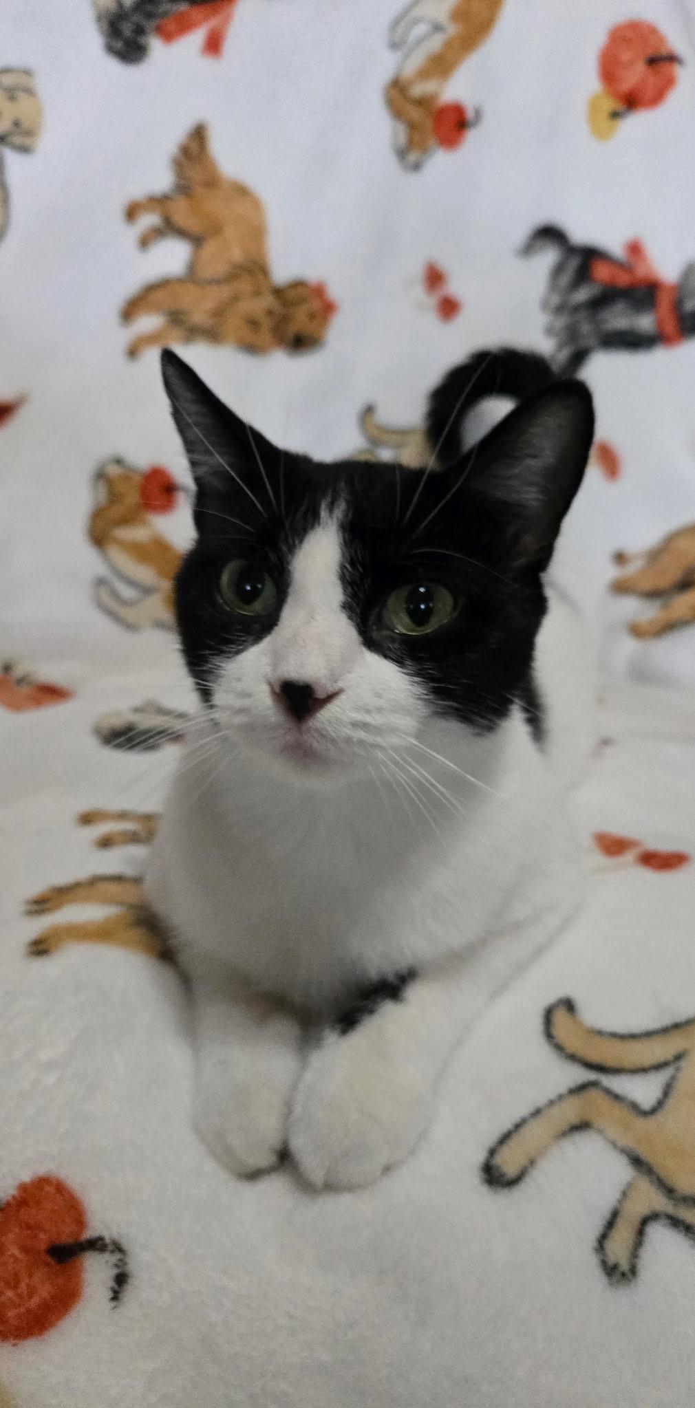 Enlarge Kinara, a Adoptable American Shorthair in Blue Earth, MN image 1/1