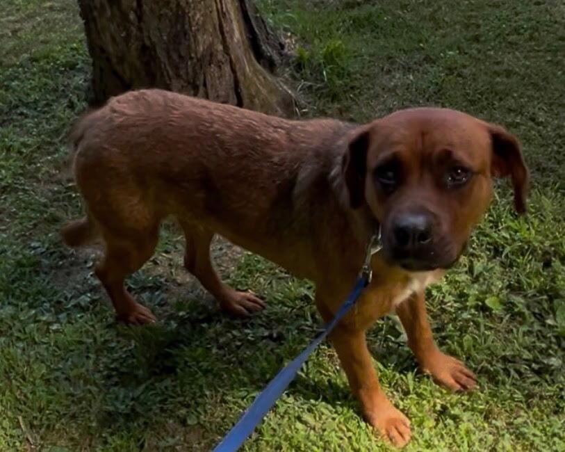 Grace ⛰️, Adoptable, Adult Male Labrador Retriever.