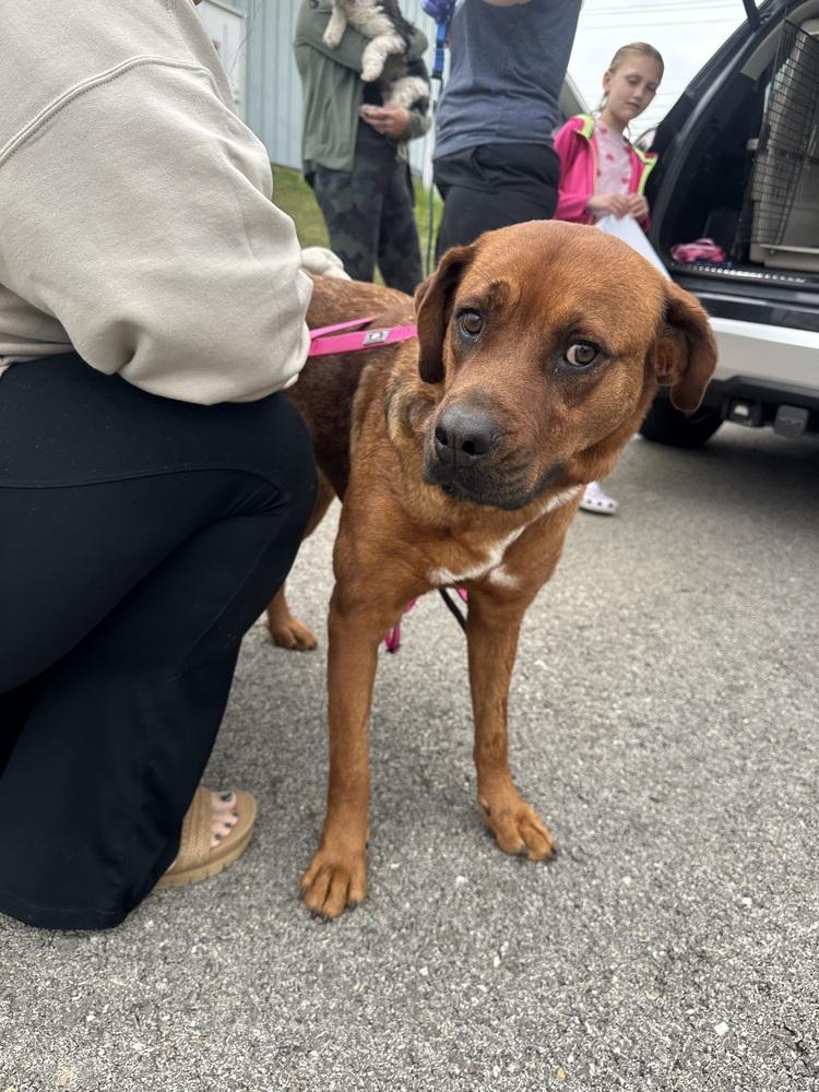 Grace ⛰️, Adoptable, Adult Male Labrador Retriever.