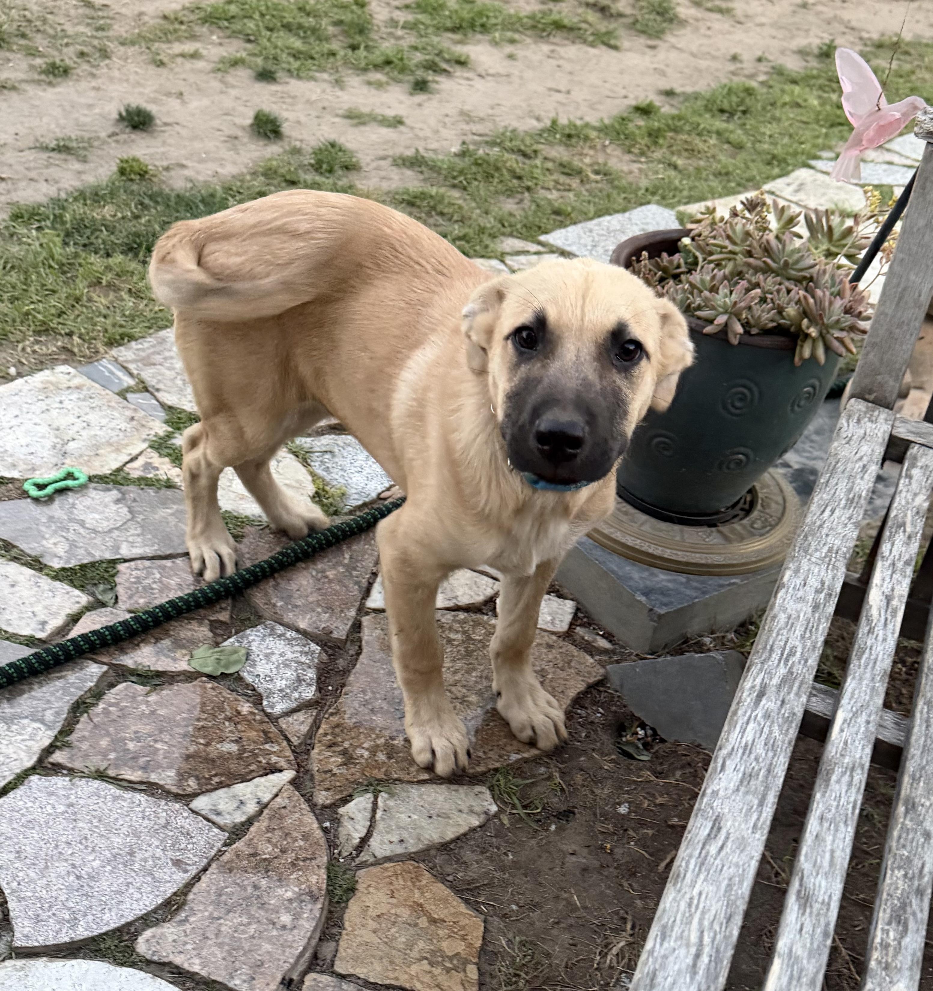 Scout , adopted, Puppy Male Australian Cattle Dog / Blue Heeler.