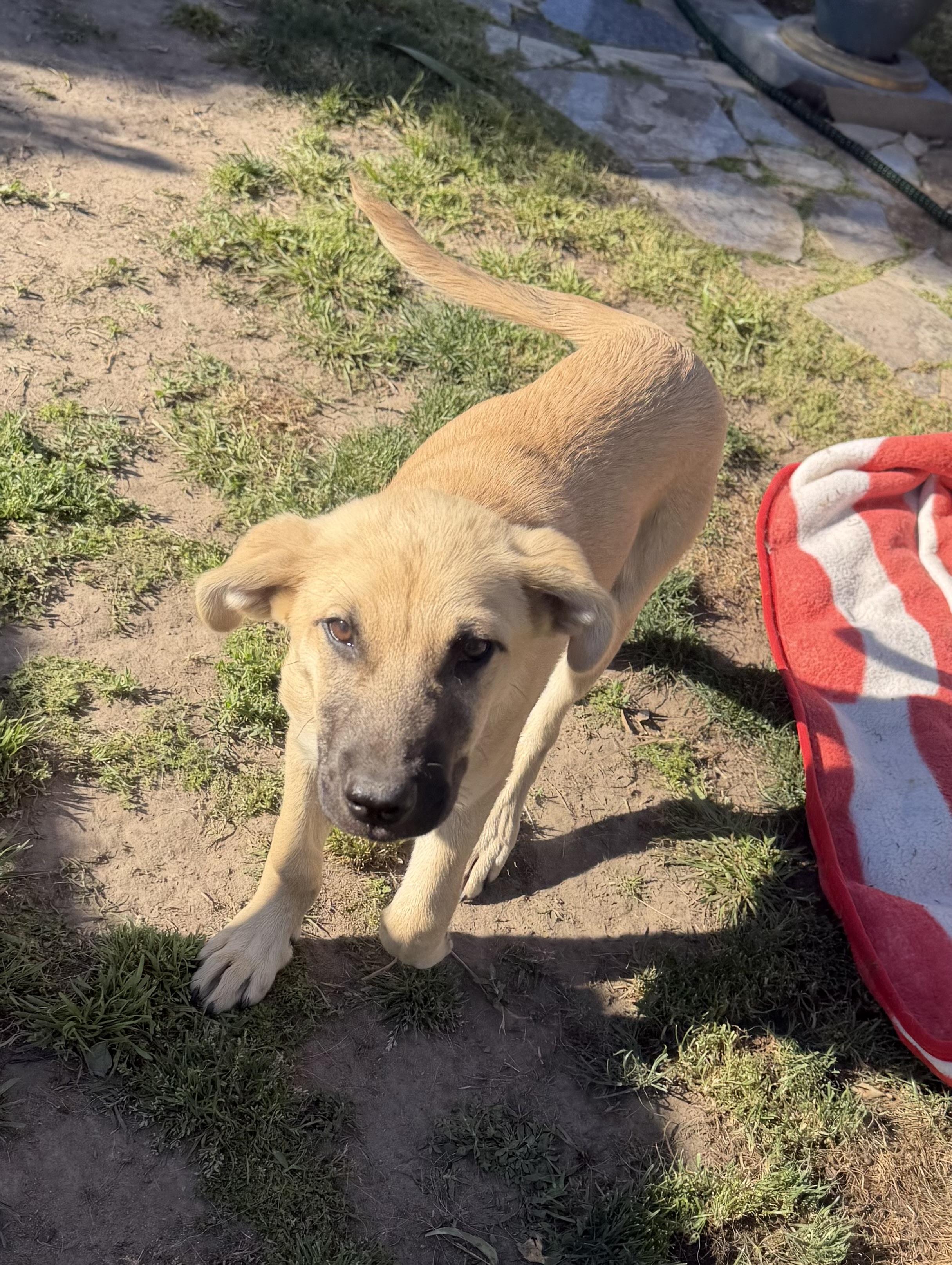 Enlarge Scout , an adopted mixed breed in Fresno, CA image 6/6