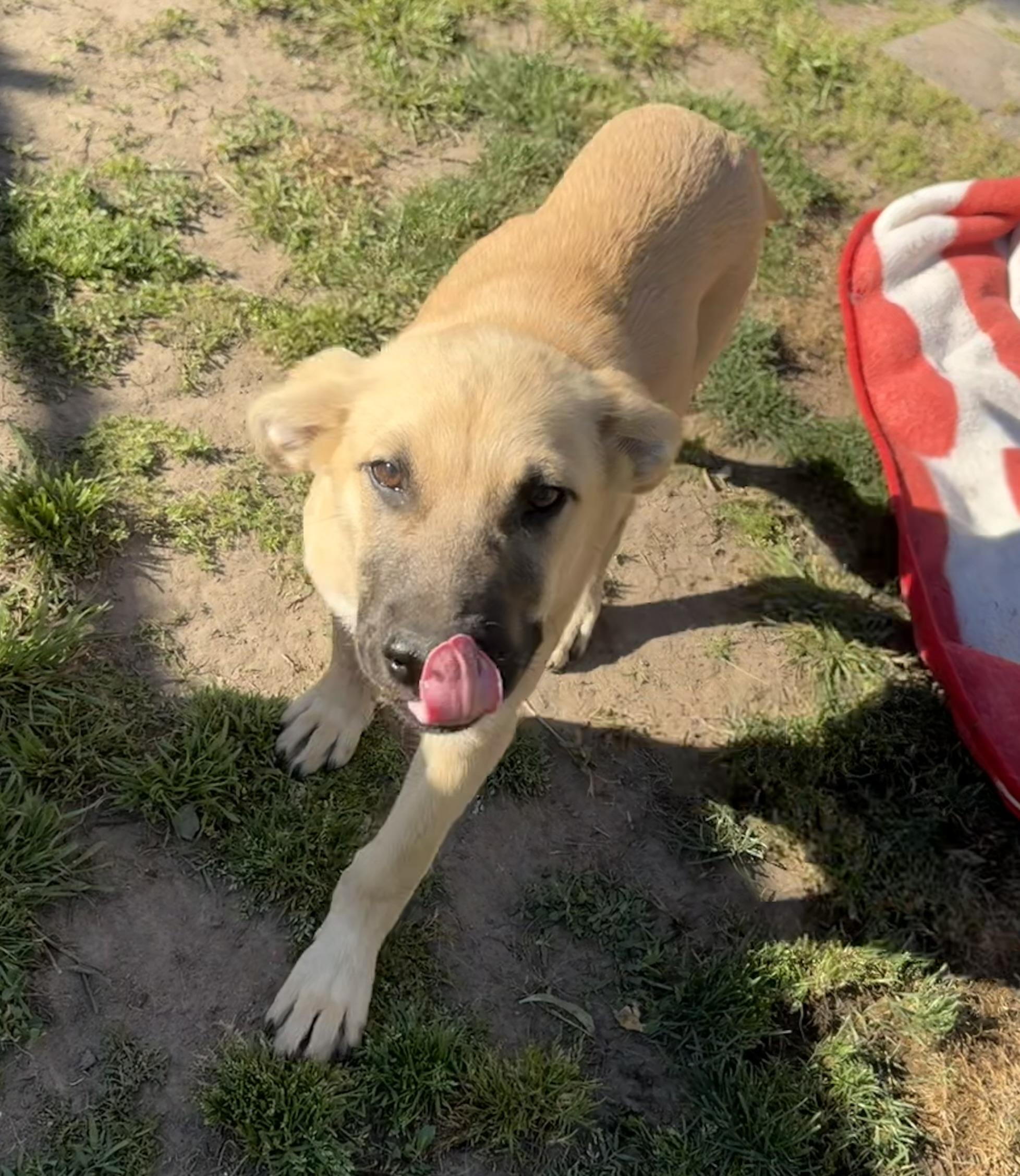 Enlarge Scout , an adopted mixed breed in Fresno, CA image 4/6