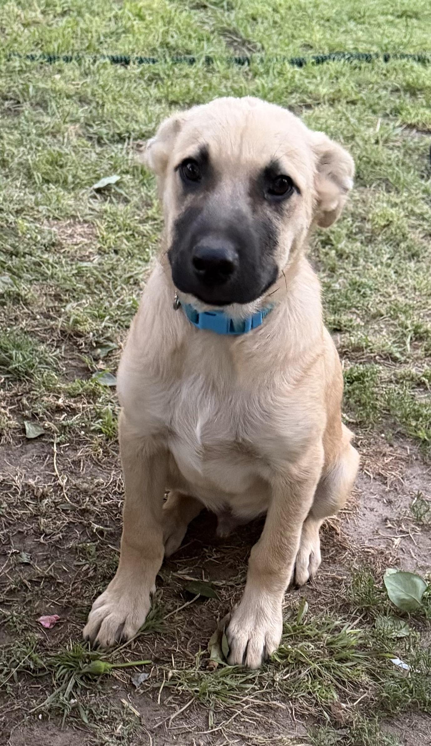 Enlarge Scout , an adopted mixed breed in Fresno, CA image 2/6