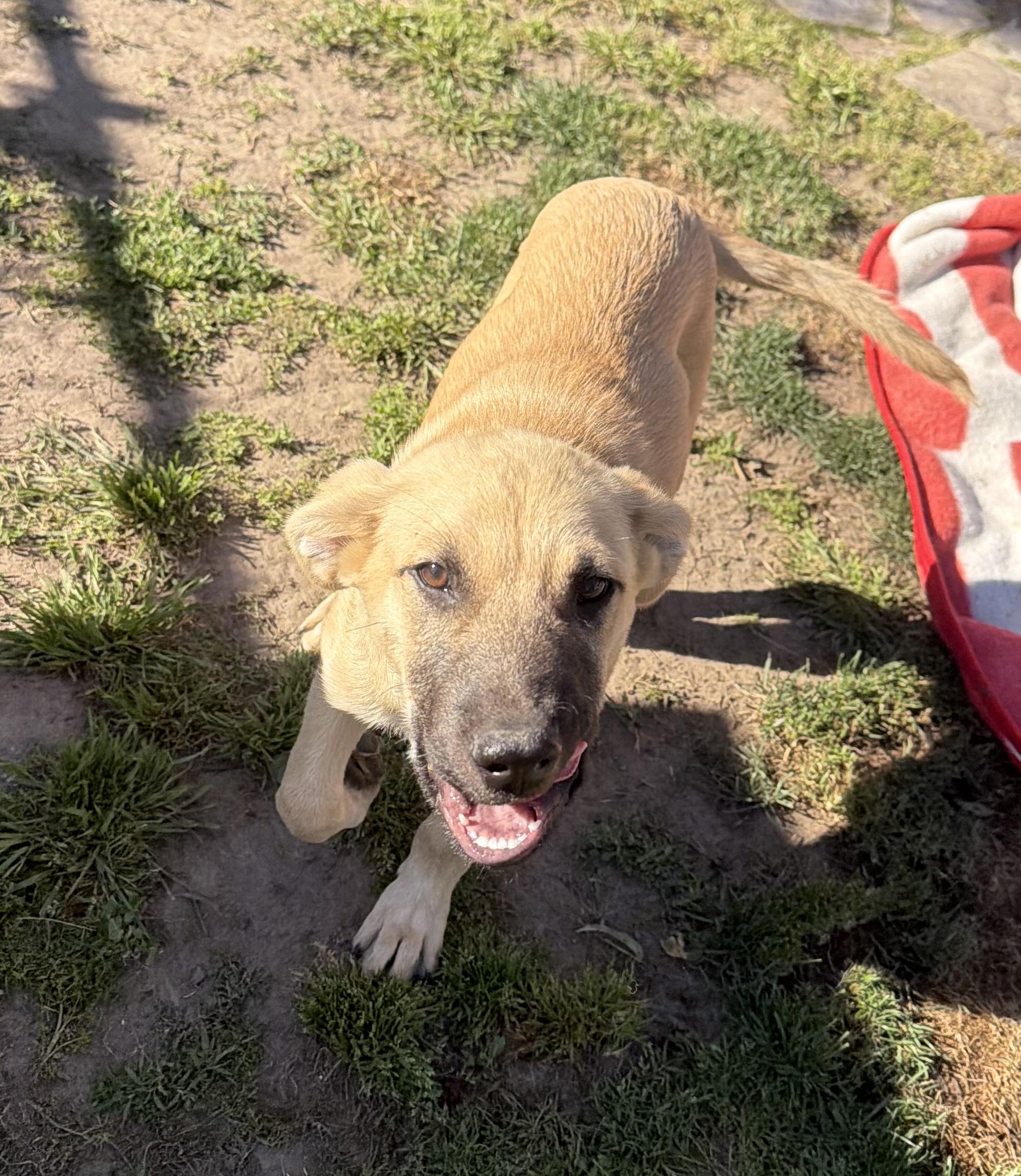 Enlarge Scout , an adopted mixed breed in Fresno, CA image 5/6