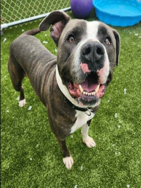 Enlarge PRESTON, a Adoptable mixed breed in Toledo, OH image 1/1