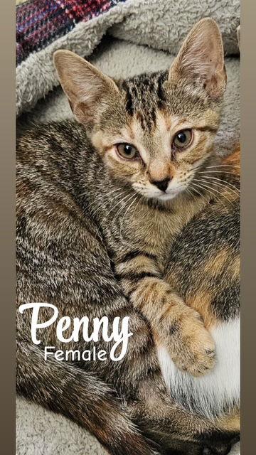 Penny, Adopted, Young Female Domestic Short Hair.
