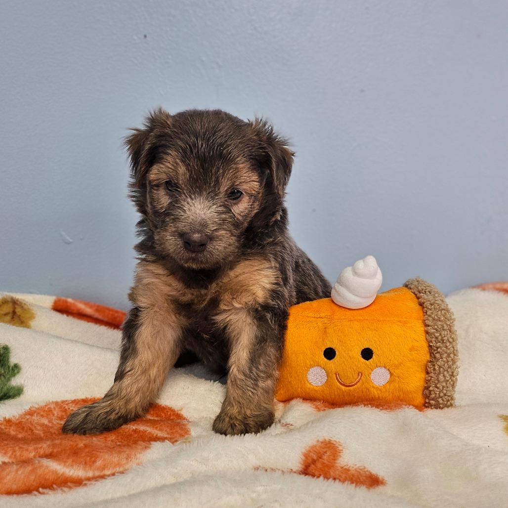 Pistachio thumbnail 2