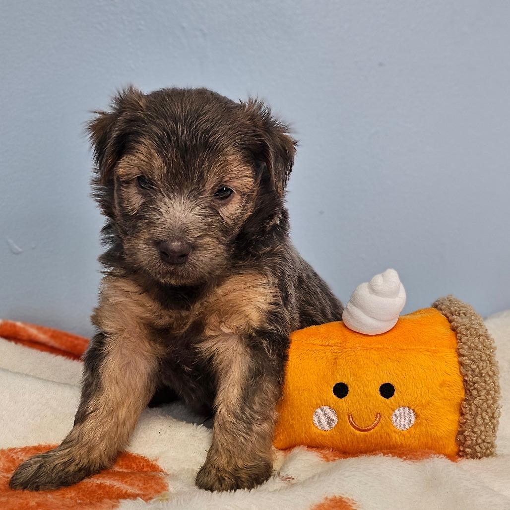 Pistachio thumbnail 3