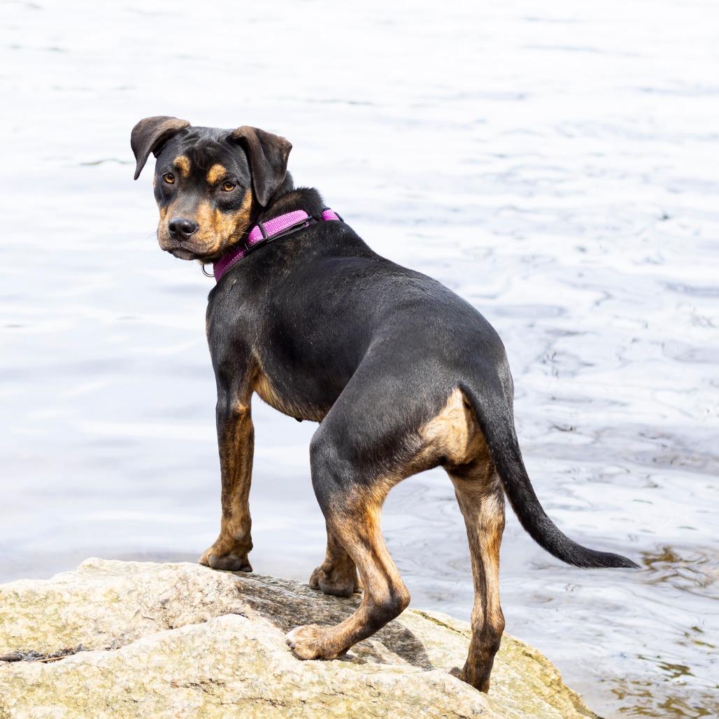 Hannah, Adoptable, Young Female Mountain Cur & Mixed Breed.