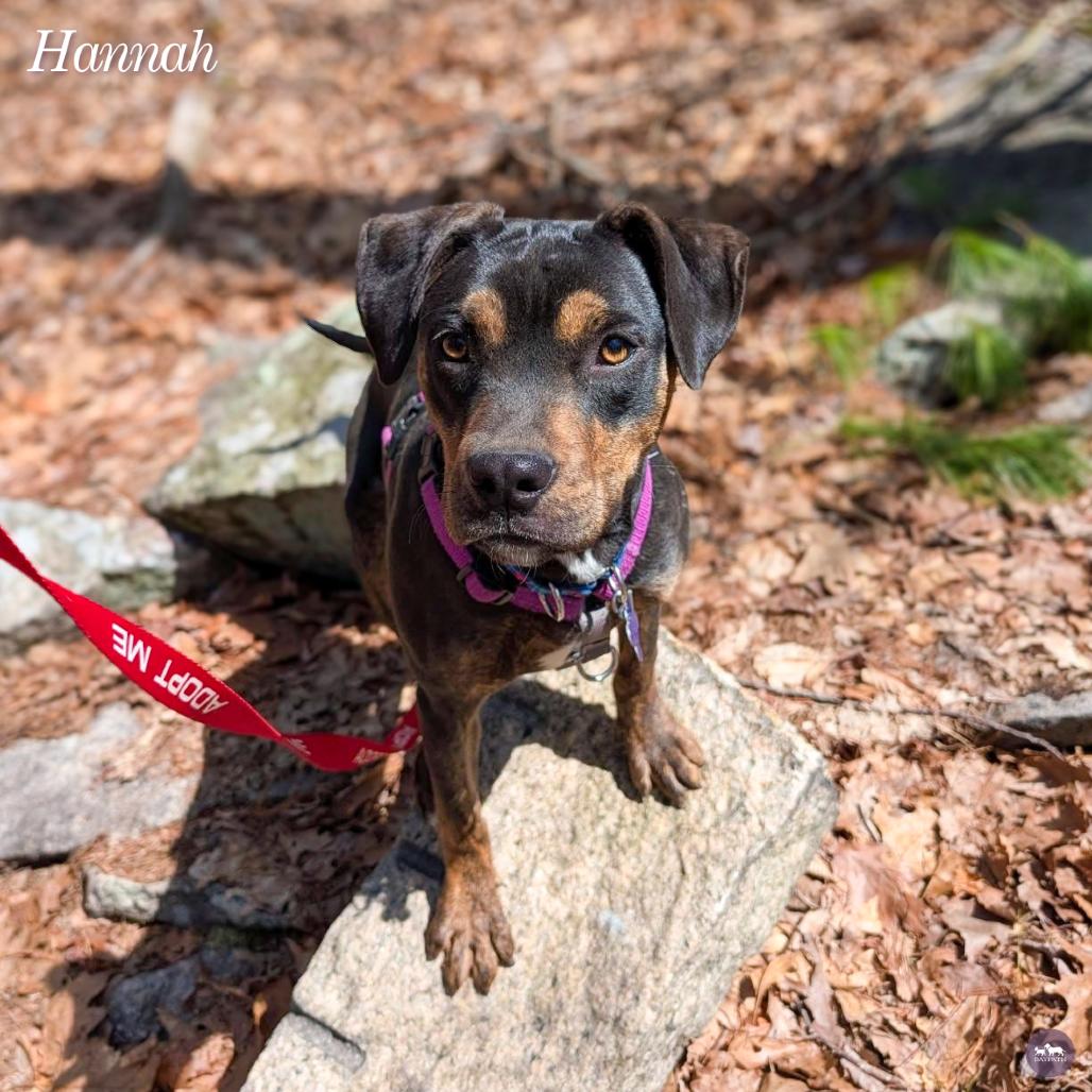 Hannah, a Adoptable mixed breed in Hopkinton, MA image 2/6