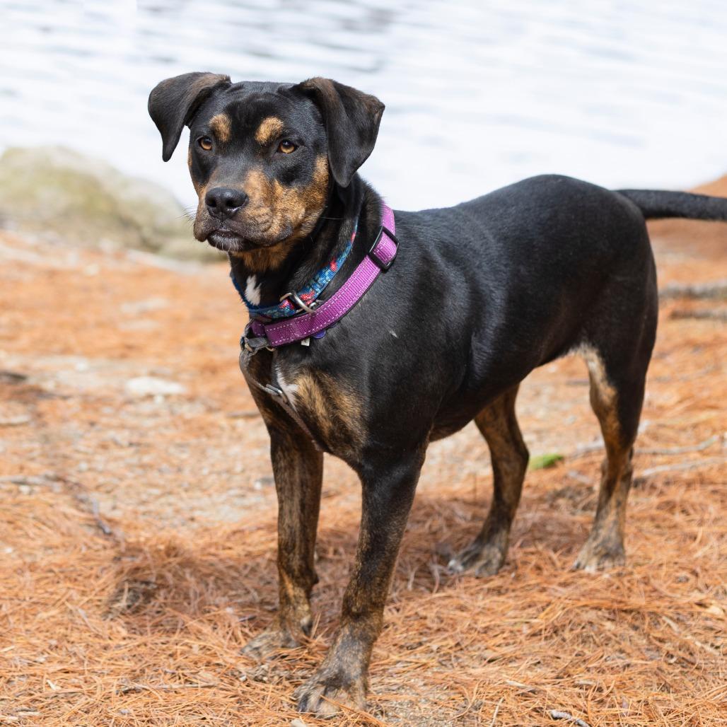 Enlarge Hannah, a Adoptable mixed breed in Hopkinton, MA image 2/5