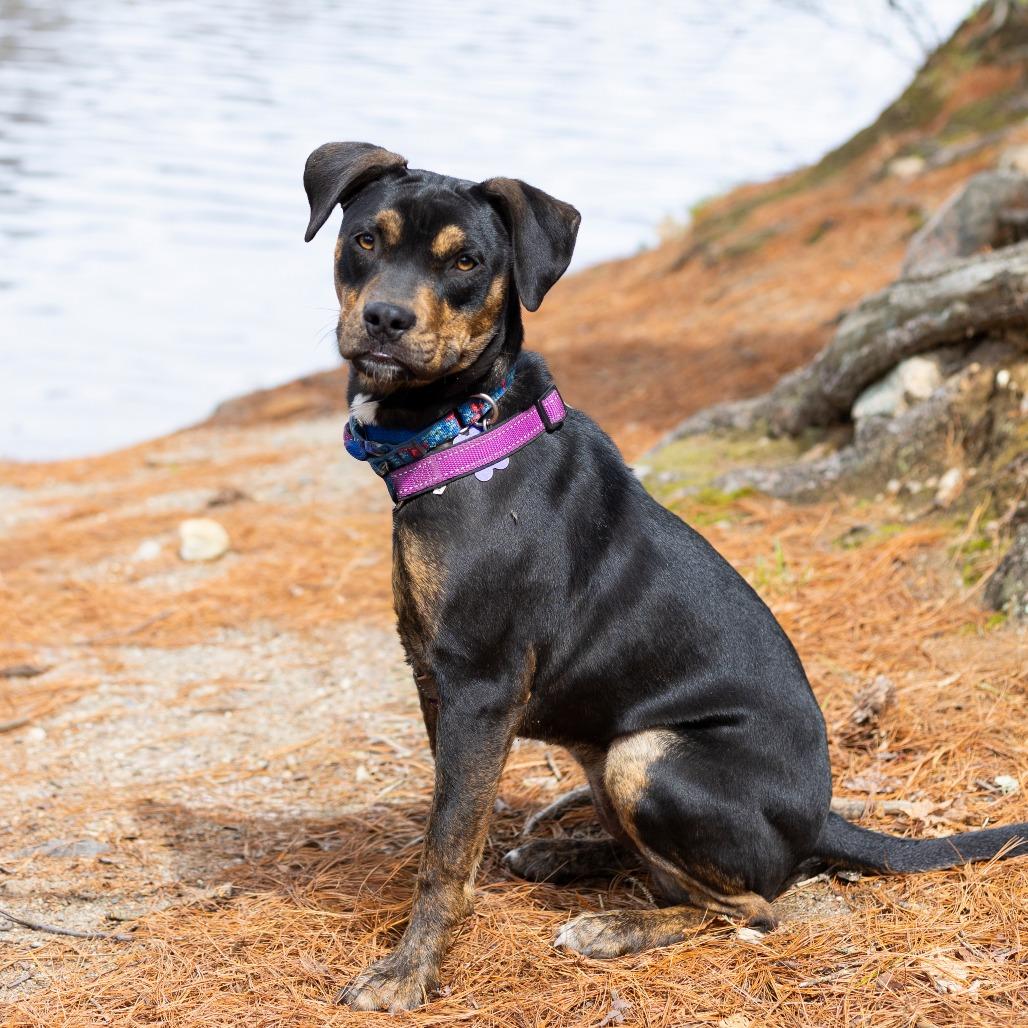 Enlarge Hannah, a Adoptable mixed breed in Hopkinton, MA image 3/5
