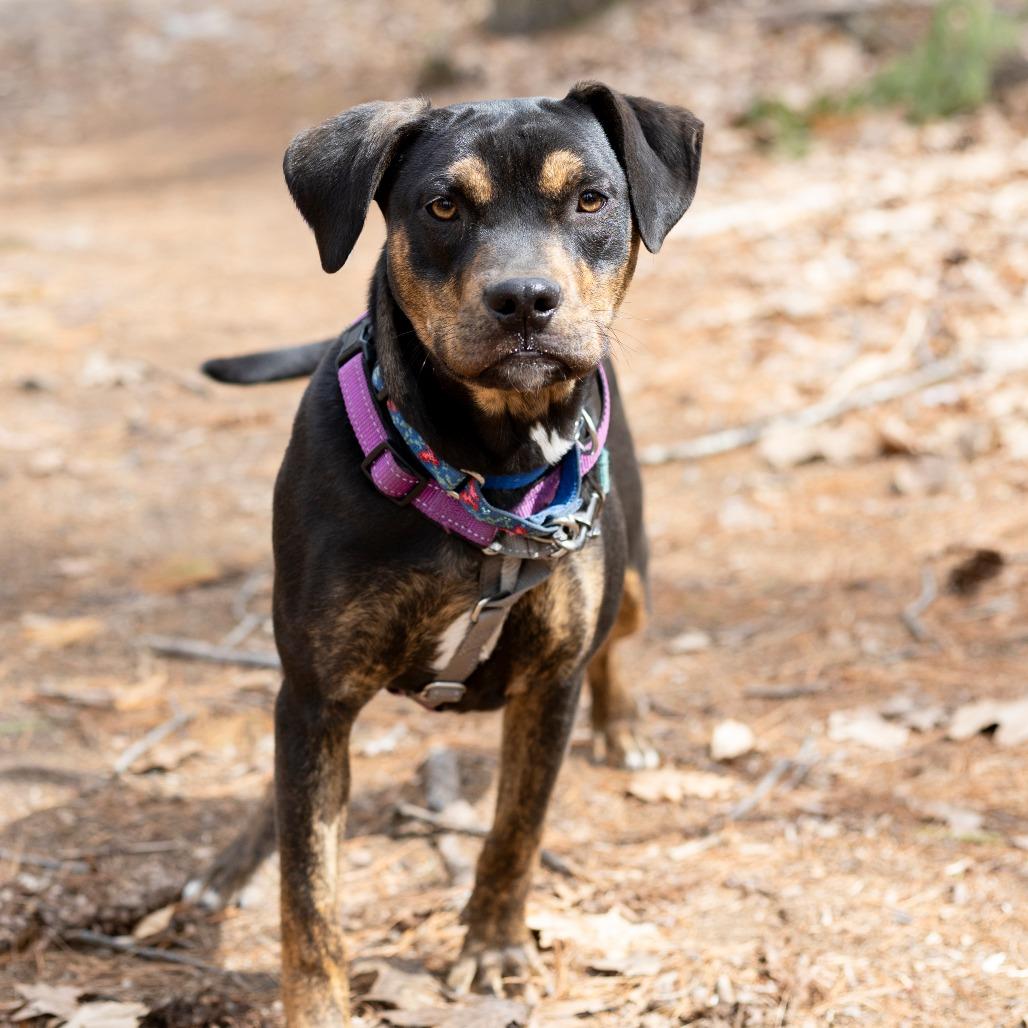 Enlarge Hannah, a Adoptable mixed breed in Hopkinton, MA image 4/5