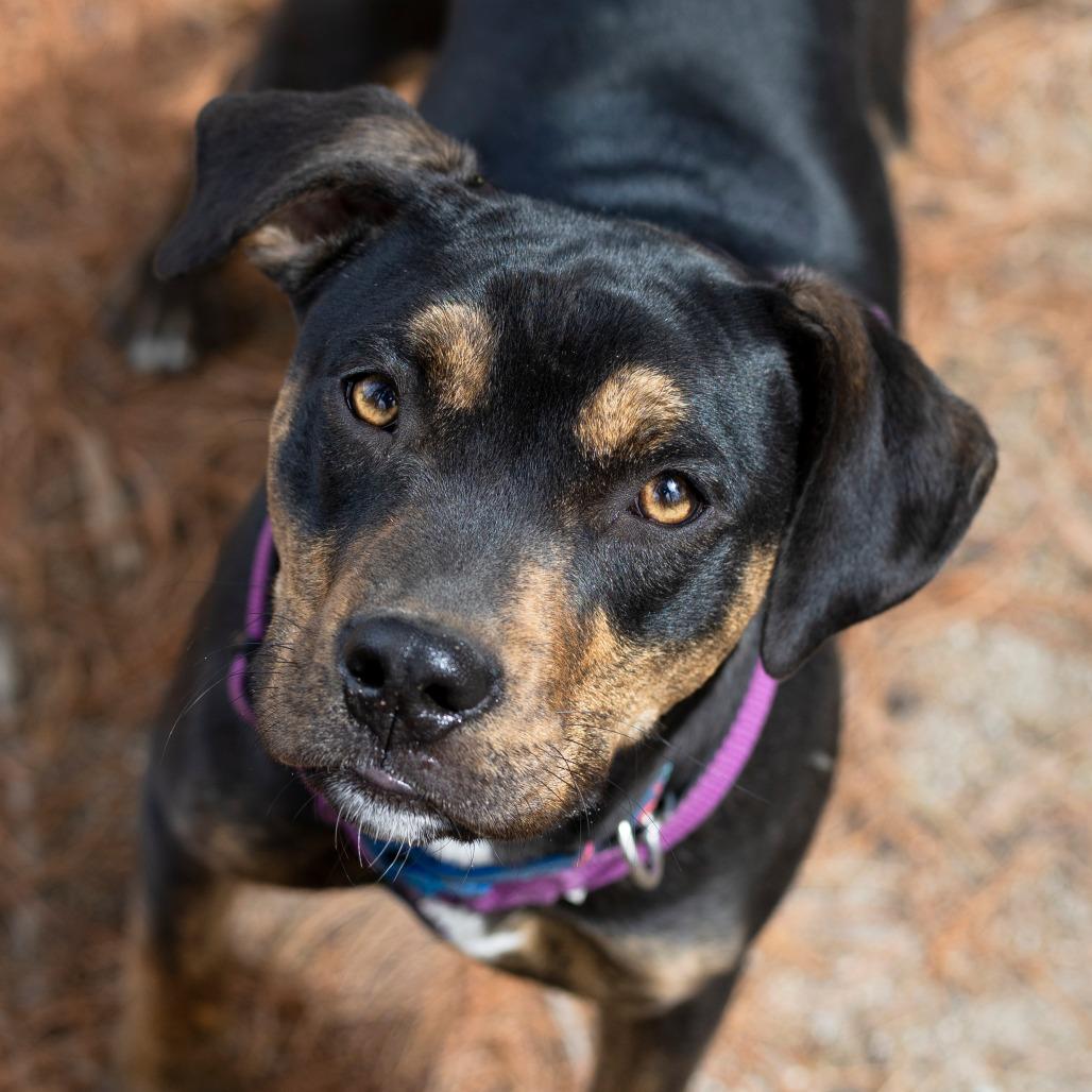 Enlarge Hannah, a Adoptable mixed breed in Hopkinton, MA image 5/5