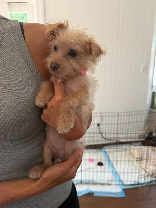 Hailey, a Adoptable Mixed Breed in Manhattan Beach, CA image 1/3