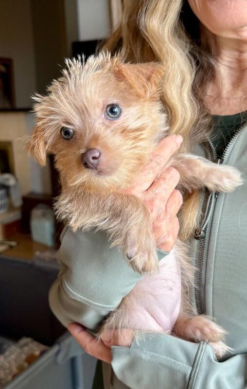 Hailey, a Adoptable Mixed Breed in Manhattan Beach, CA image 2/3