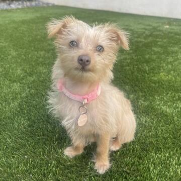 Hailey, a Adoptable Mixed Breed in Manhattan Beach, CA image 3/3