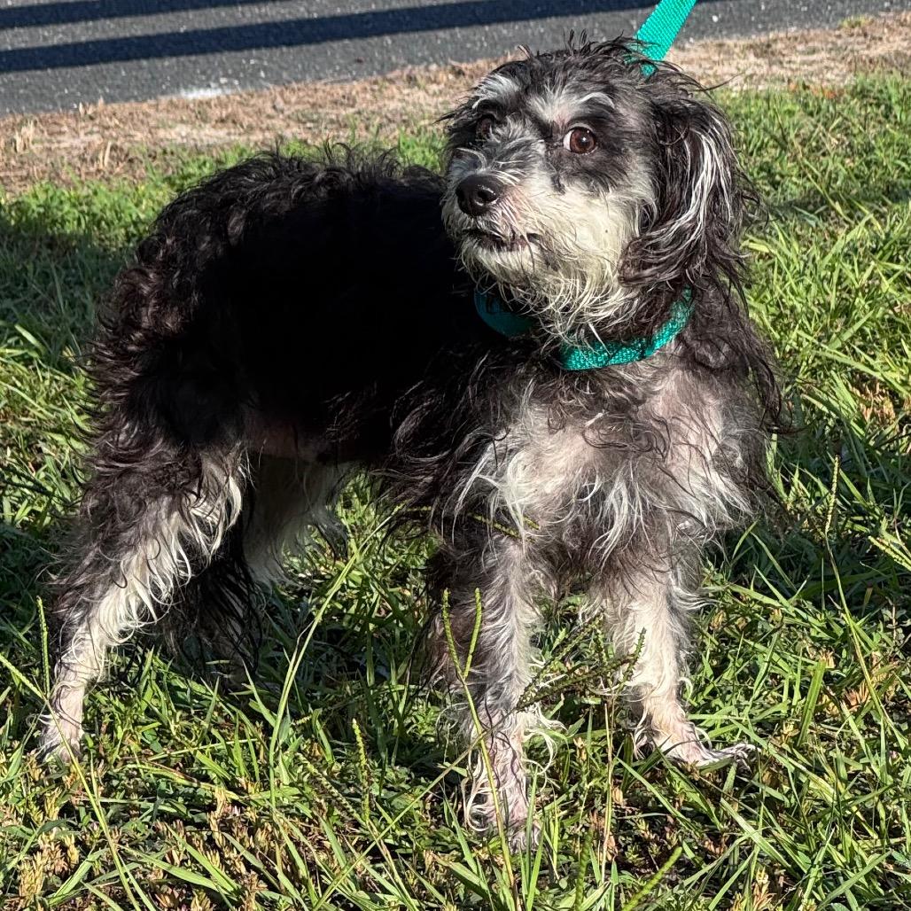 Enlarge Matilda, a Adoptable mixed breed in Lake Panasoffkee, FL image 1/5