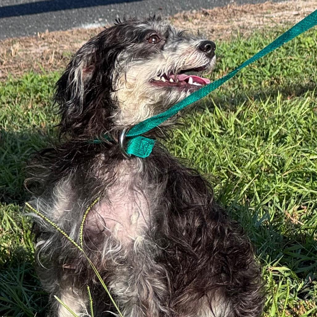 Enlarge Matilda, a Adoptable mixed breed in Lake Panasoffkee, FL image 2/5
