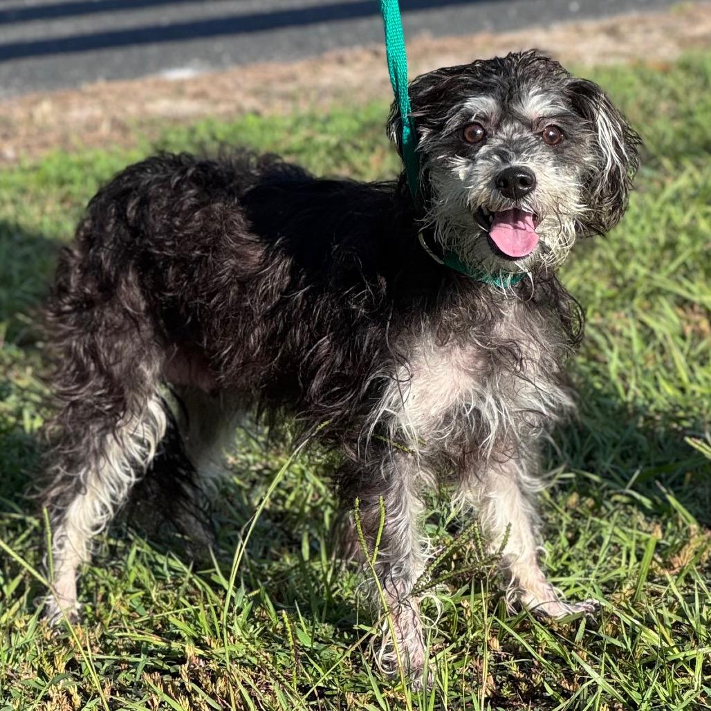 Enlarge Matilda, a Adoptable mixed breed in Lake Panasoffkee, FL image 5/5