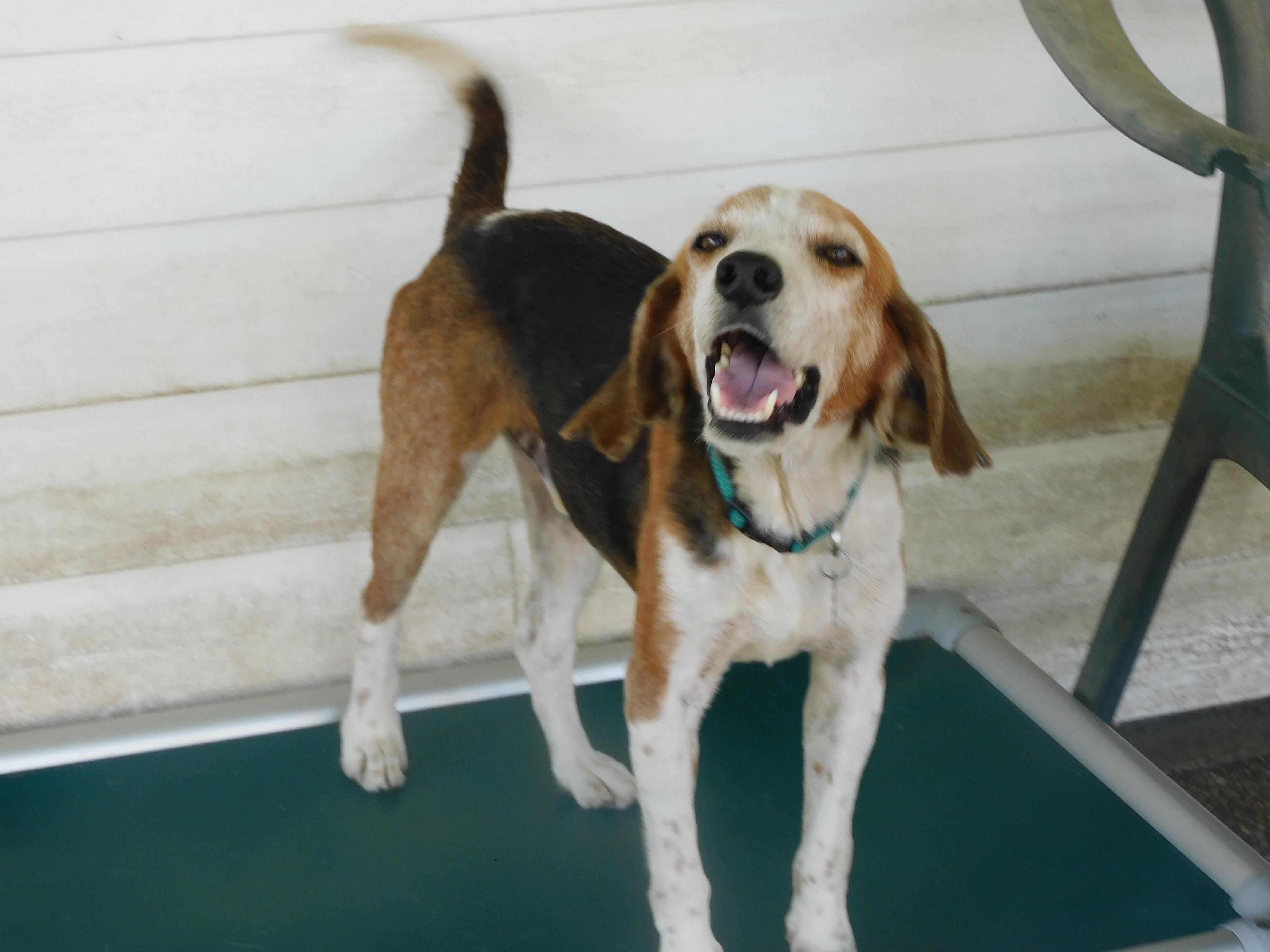 Enlarge Shane, a ADOPTABLE mixed breed in Prairieville, LA image 2/6