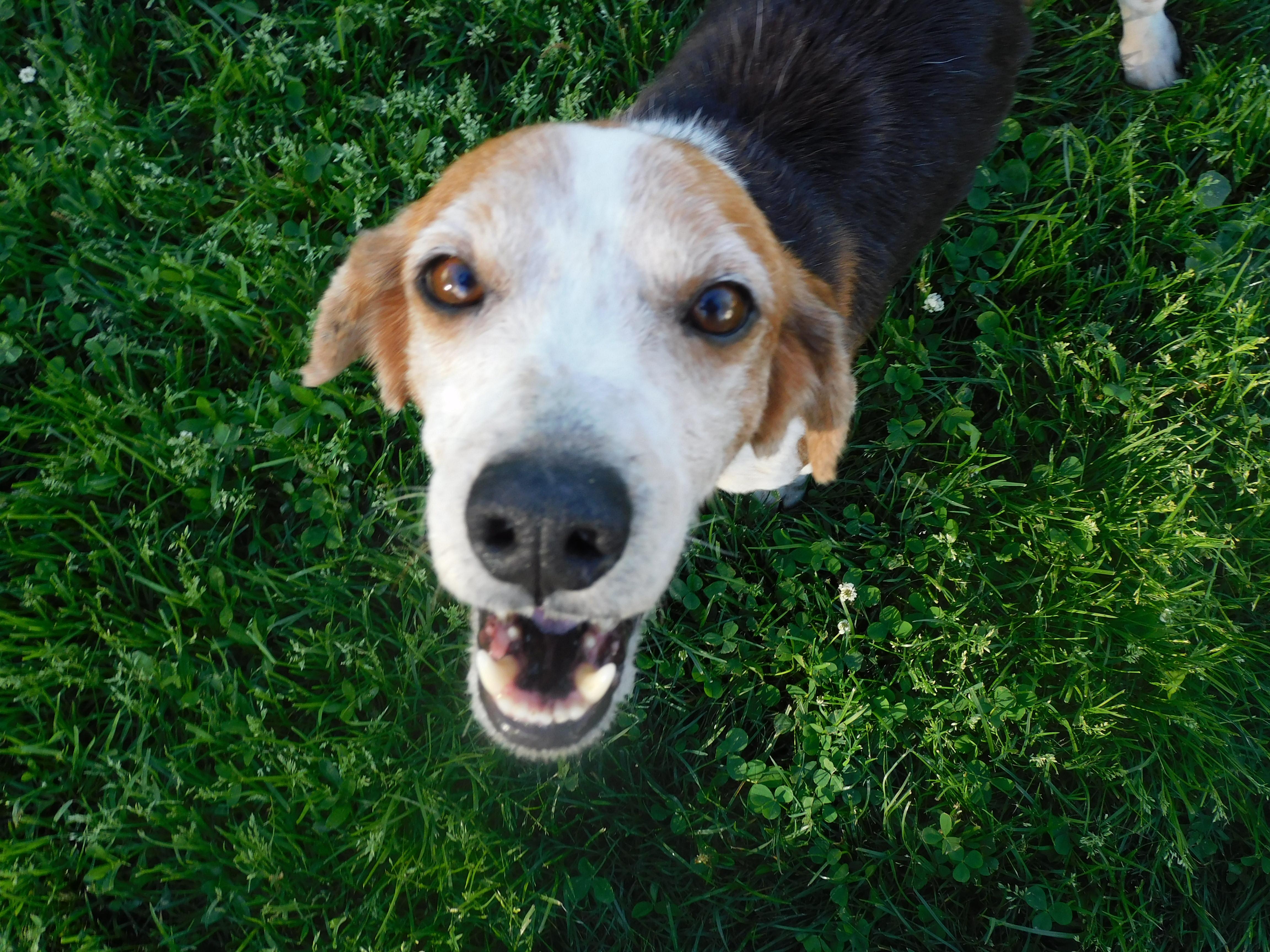 Shane, ADOPTABLE, Adult Male Beagle.