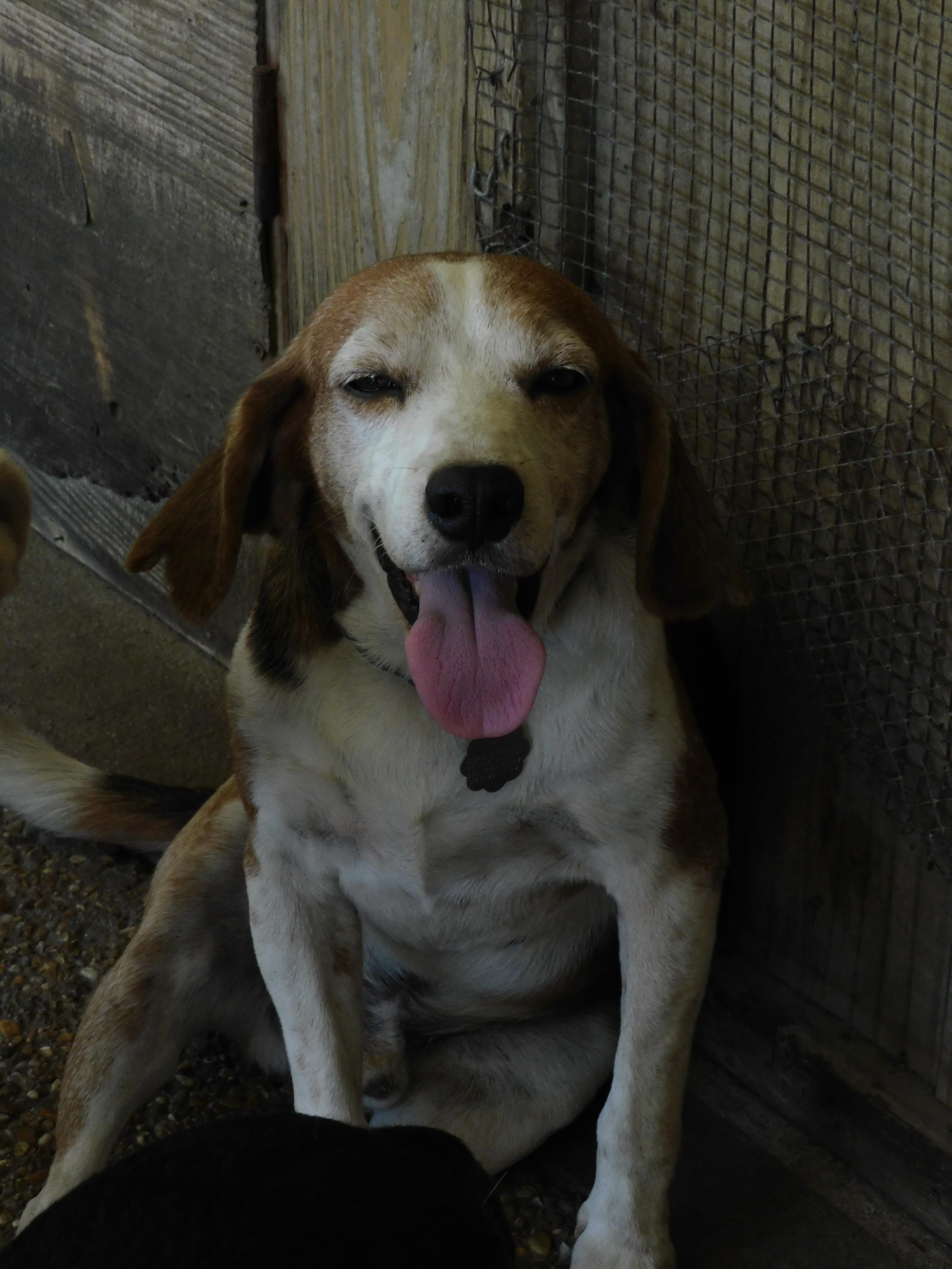 Enlarge Shane, a ADOPTABLE mixed breed in Prairieville, LA image 6/6