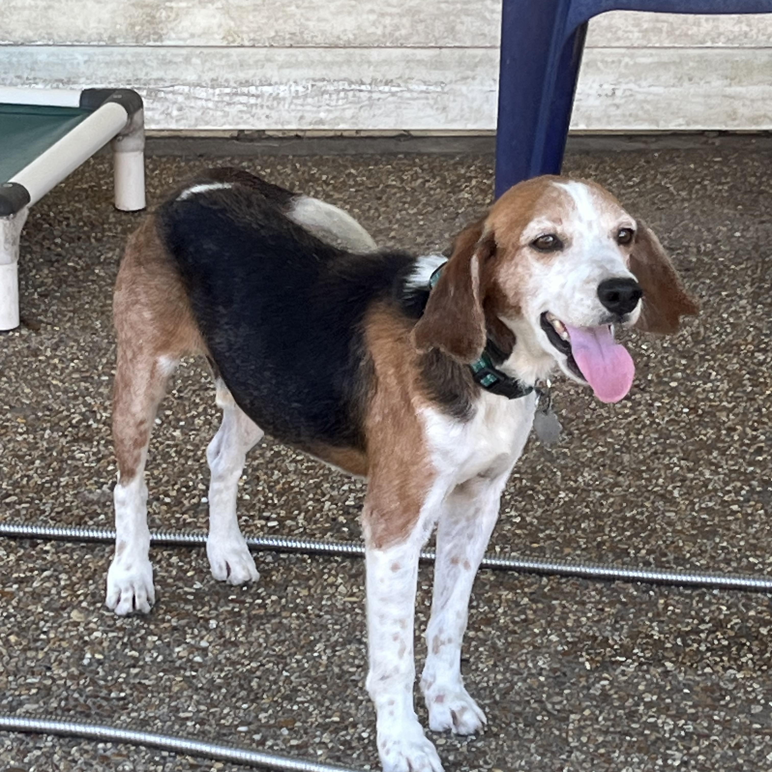 Shane, ADOPTABLE, Adult Male Beagle.