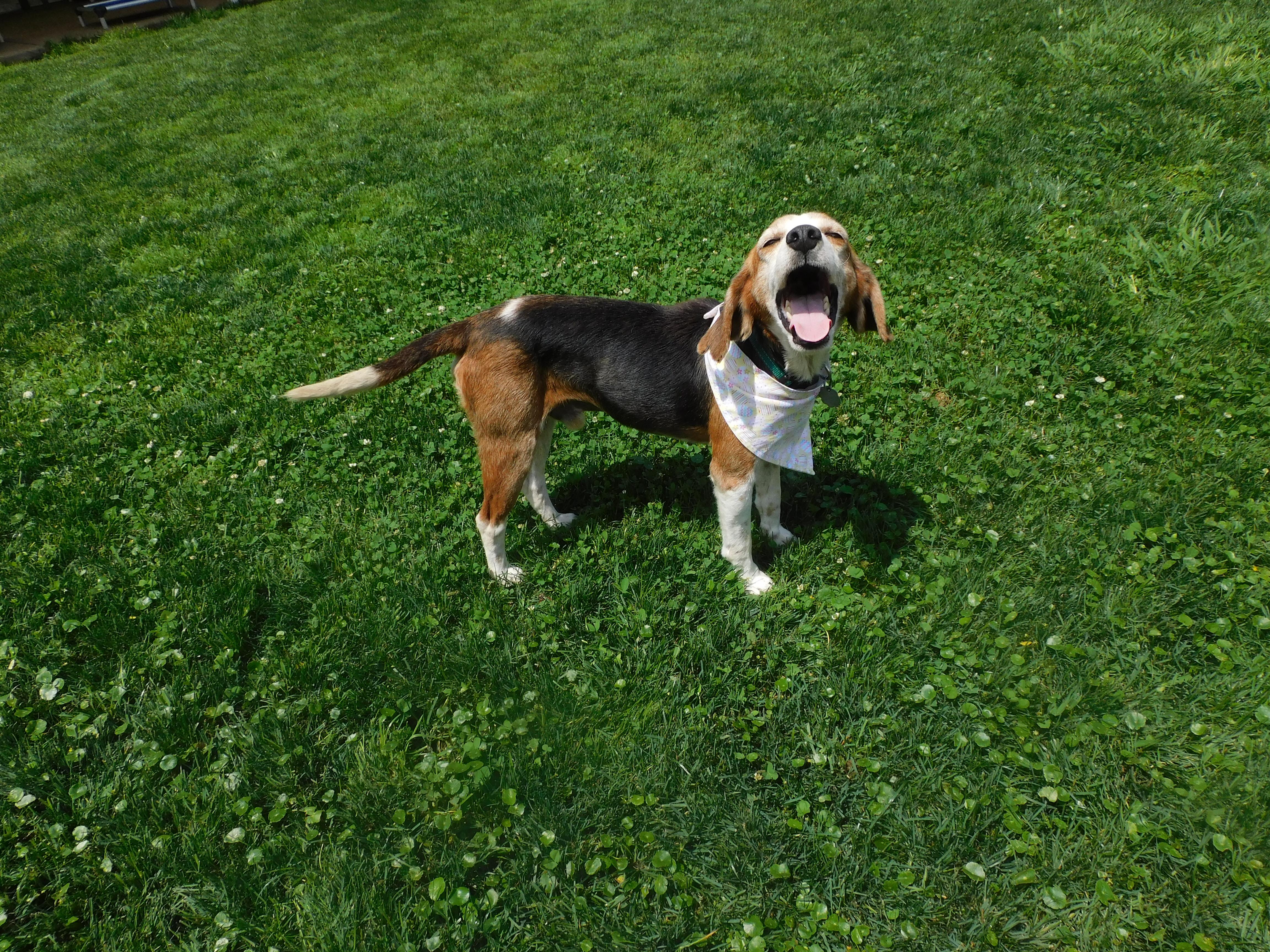 Enlarge Shane, a ADOPTABLE mixed breed in Prairieville, LA image 6/6