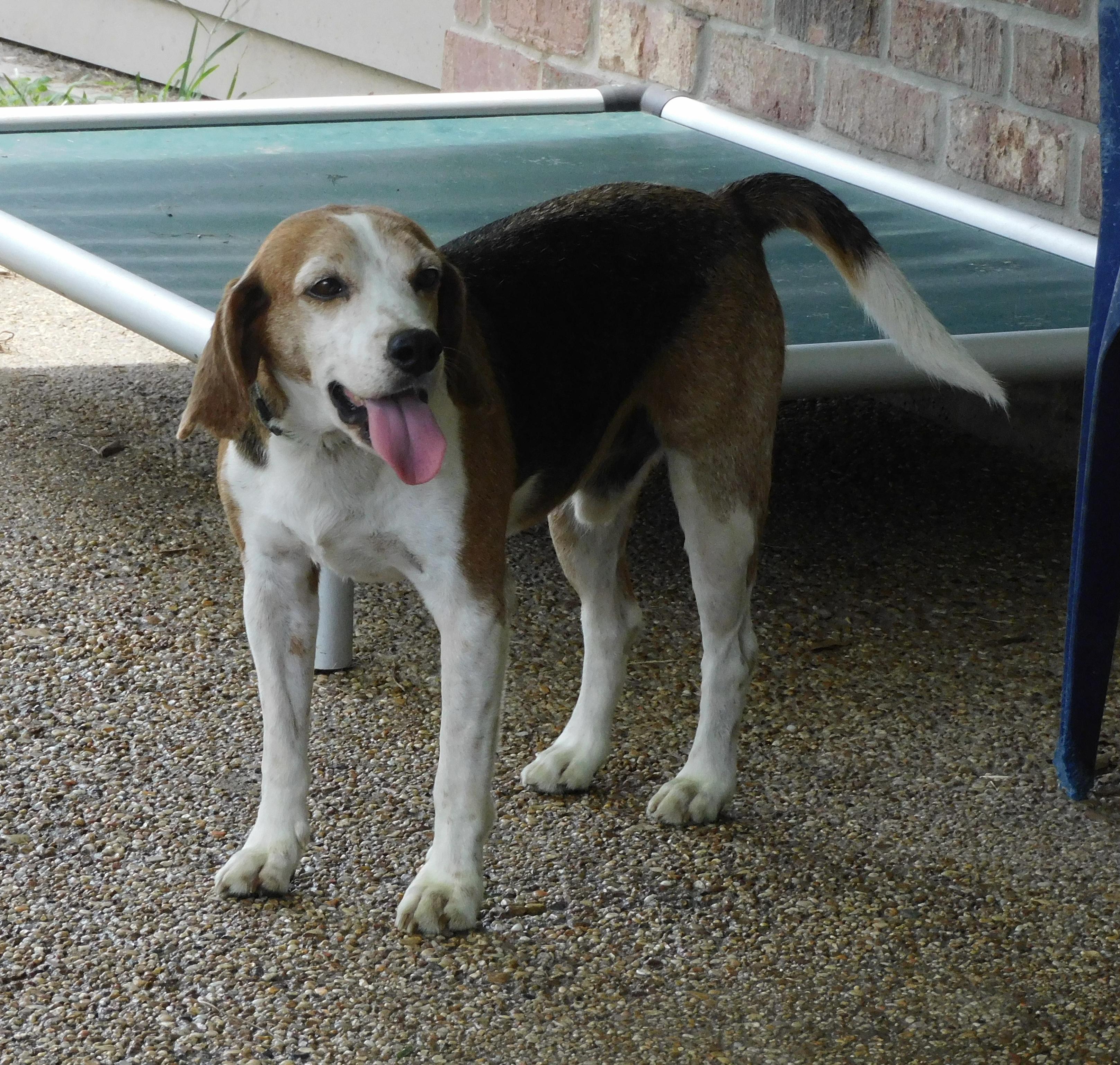 Shane, ADOPTABLE, Adult Male Beagle.