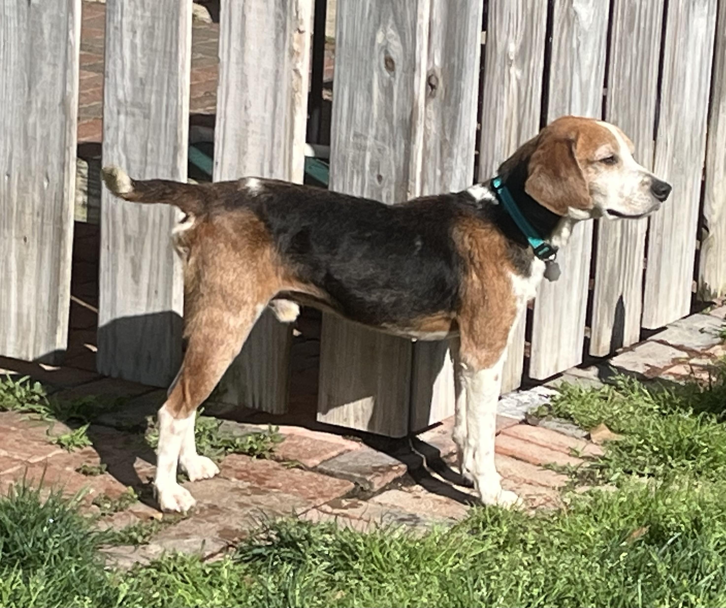 Enlarge Shane, a ADOPTABLE mixed breed in Prairieville, LA image 4/4